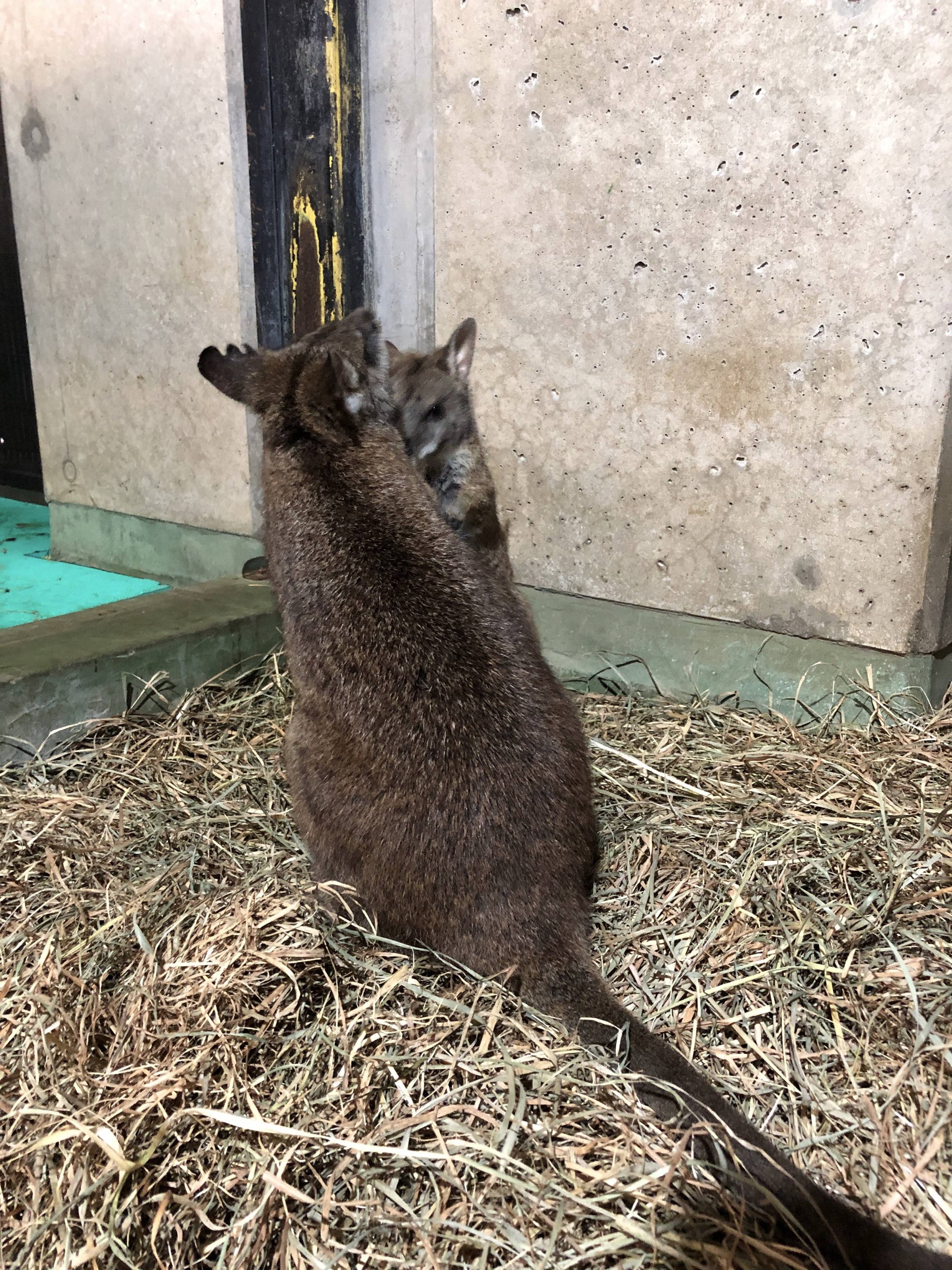 パルマワラビー 朝のルーチン Oh カンガルー 金沢動物園公式サイト 公益財団法人 横浜市緑の協会