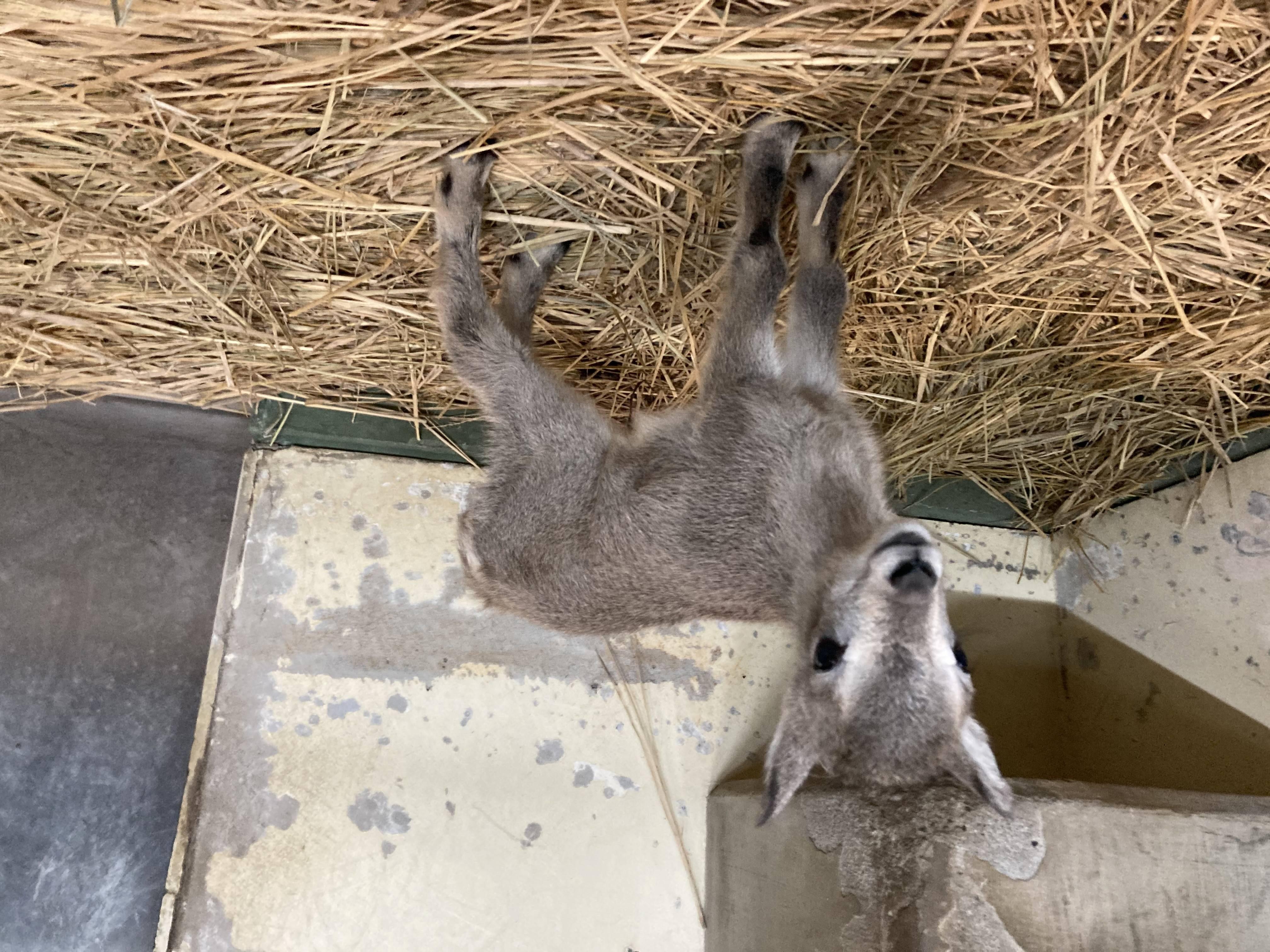 スーチョワンバーラルの赤ちゃんが生まれました こぼれ話 金沢動物園公式サイト 公益財団法人 横浜市緑の協会 スーチョワンバーラルの赤ちゃんが生まれました こぼれ話 金沢動物園公式サイト 公益財団法人 横浜市緑の協会