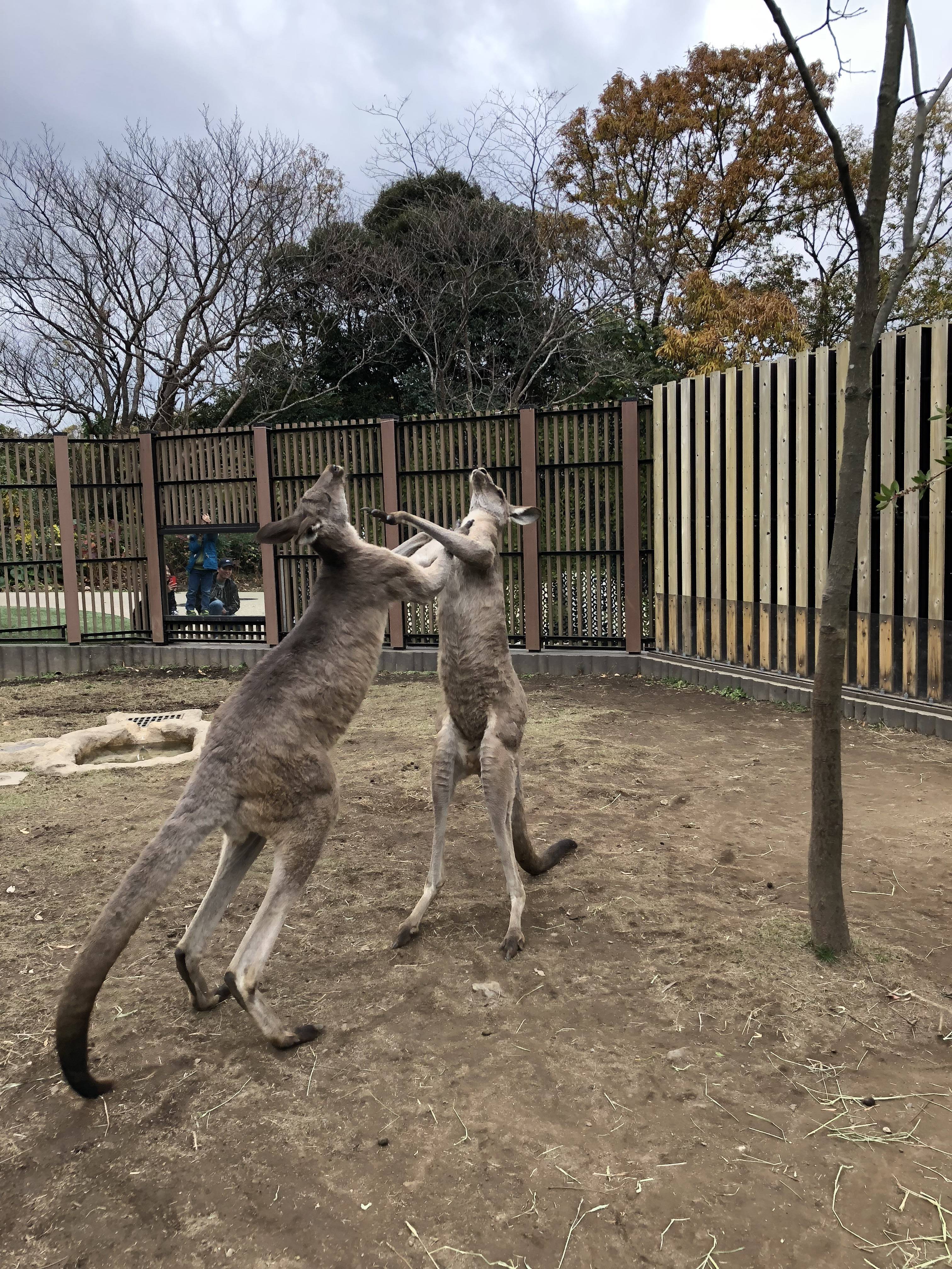 オスたちのケンカ Oh カンガルー 金沢動物園公式サイト 公益財団法人 横浜市緑の協会 オスたちのケンカ Oh カンガルー 金沢動物園公式サイト 公益財団法人 横浜市緑の協会