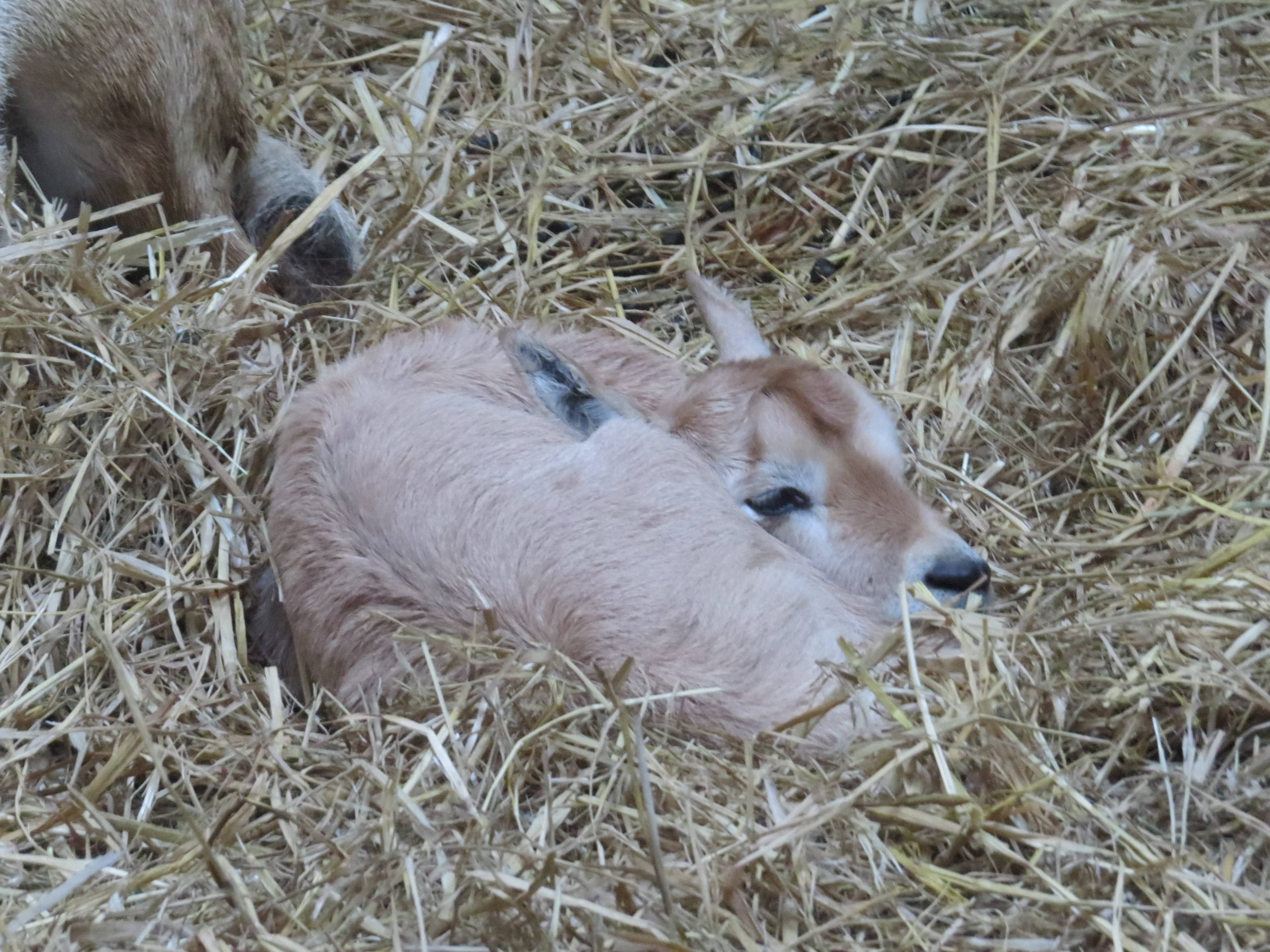 アラビアオリックスの赤ちゃんが生まれました こぼれ話 金沢動物園公式サイト 公益財団法人 横浜市緑の協会 アラビアオリックスの赤ちゃんが生まれました こぼれ話 金沢動物園公式サイト 公益財団法人 横浜市緑の協会