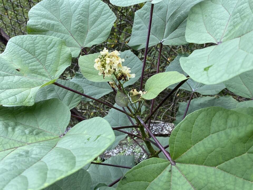 桐始めて花を結ぶ きりはじめてはなをむすぶ 花情報 金沢動物園公式サイト 公益財団法人 横浜市緑の協会