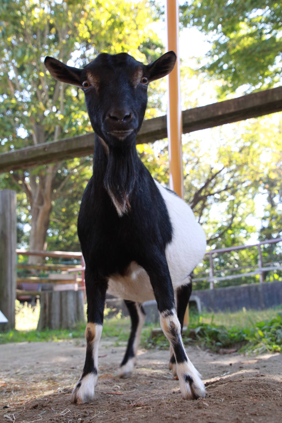 いままでありがとう ヤギのチョコ こぼれ話 金沢動物園公式サイト 公益財団法人 横浜市緑の協会