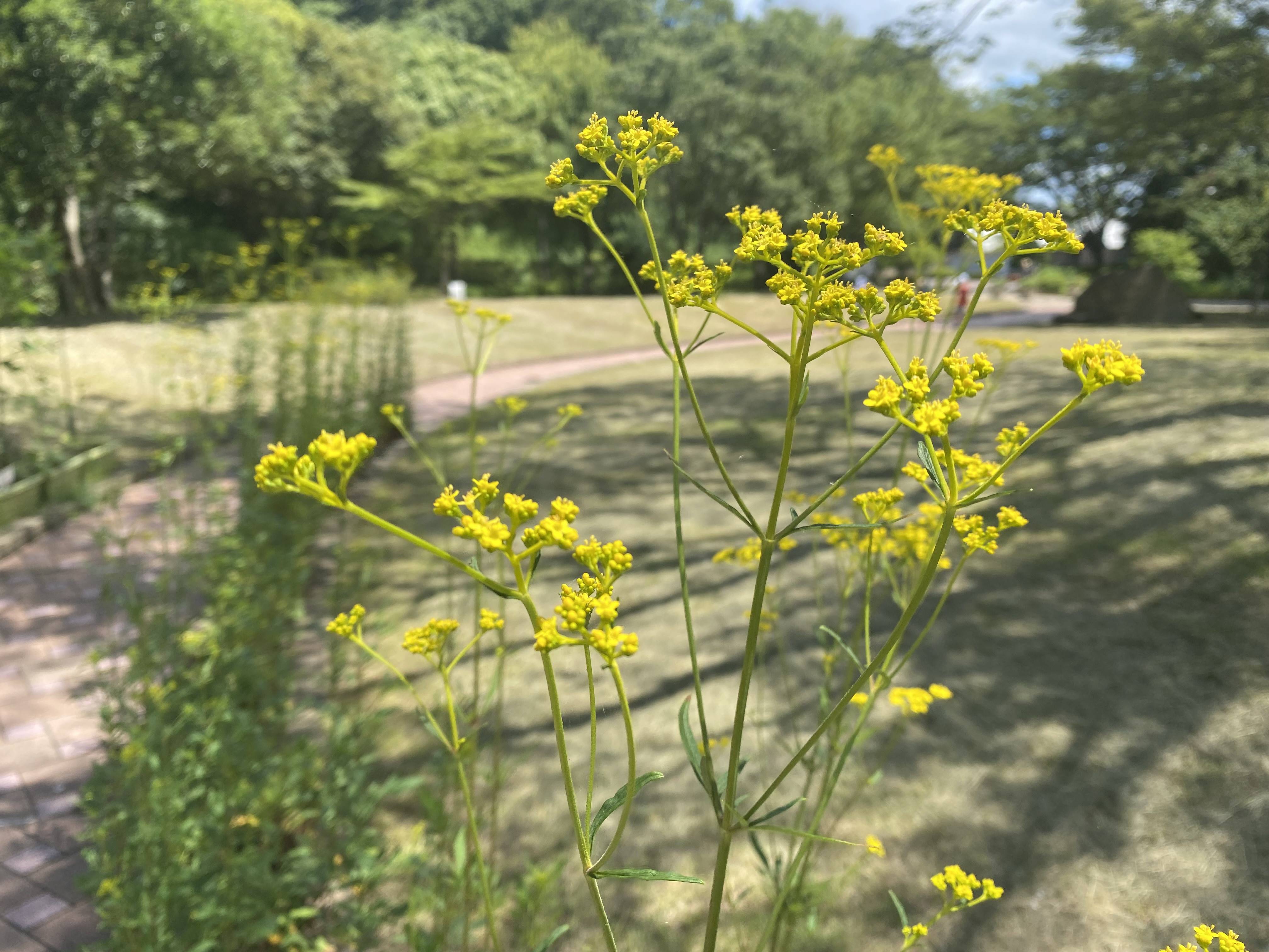 夏休みのはじまり 花情報 金沢動物園公式サイト 公益財団法人 横浜市緑の協会