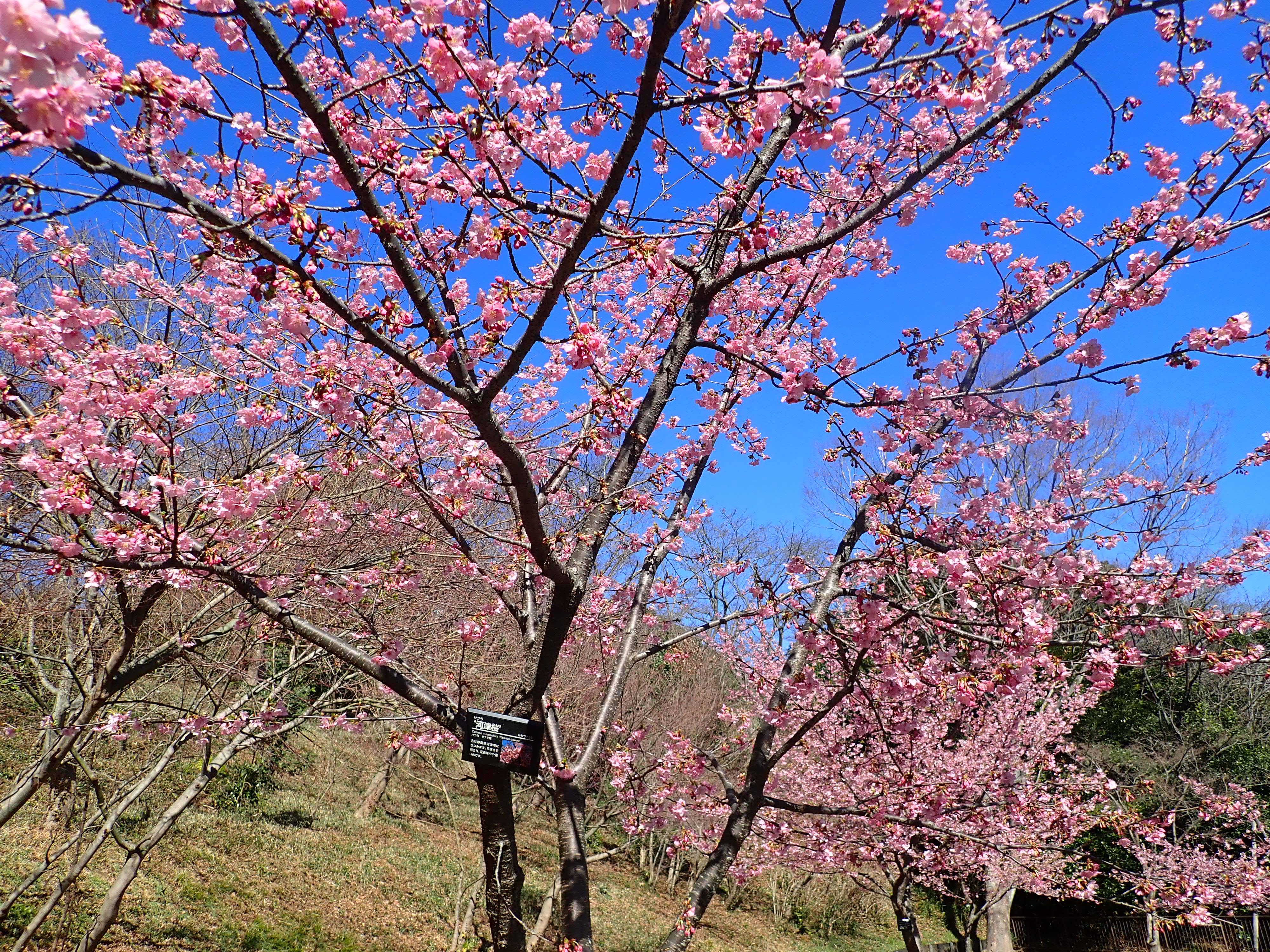 P2162702.jpg