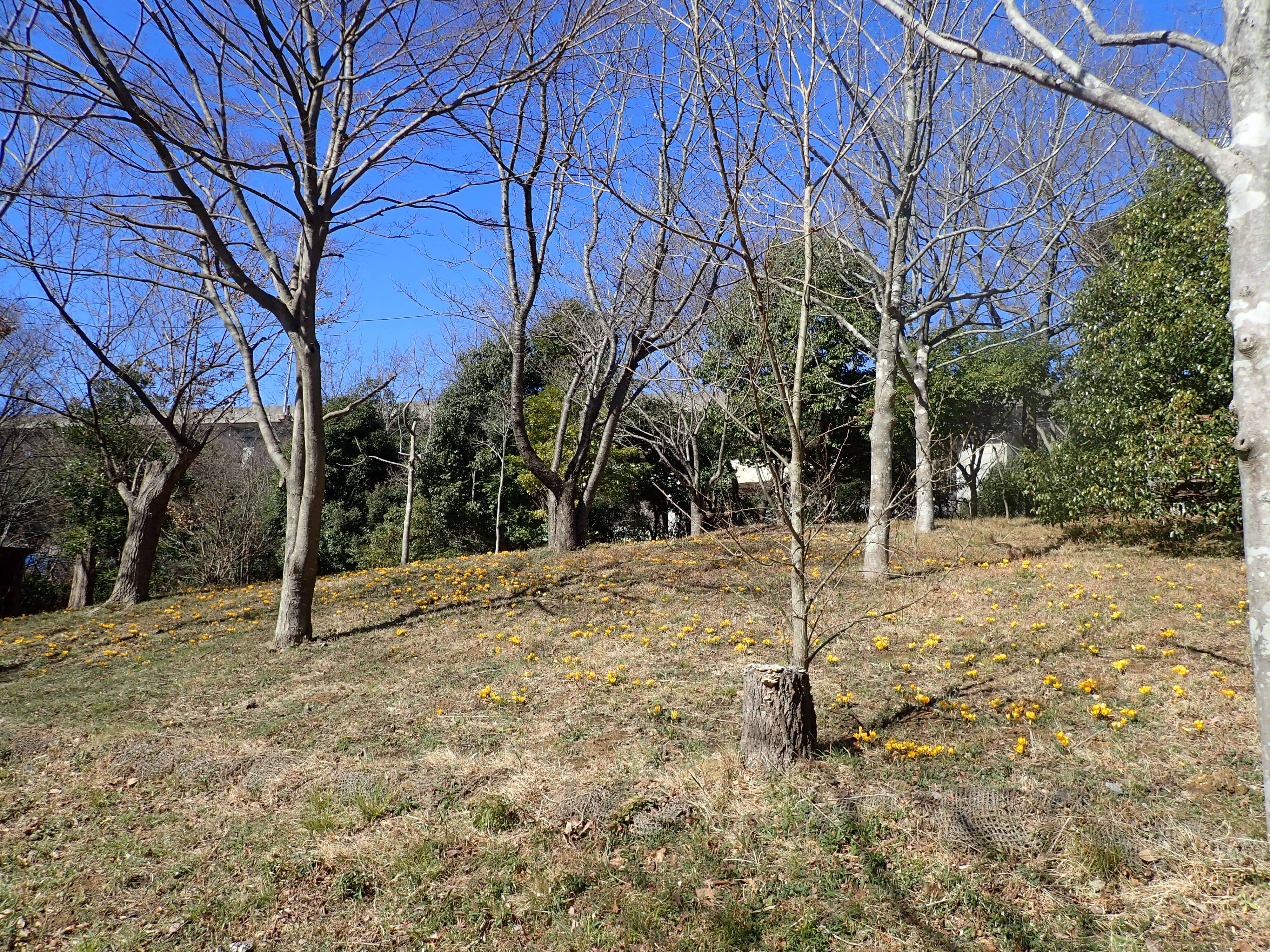 P2162715.jpg