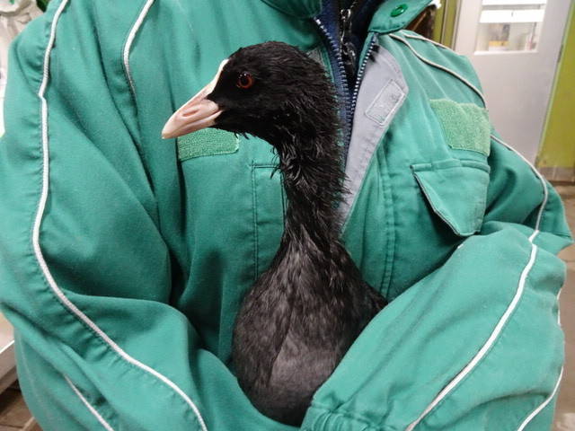オオバンと飼育員との戦い 序章 こぼれ話 金沢動物園公式サイト 公益財団法人 横浜市緑の協会