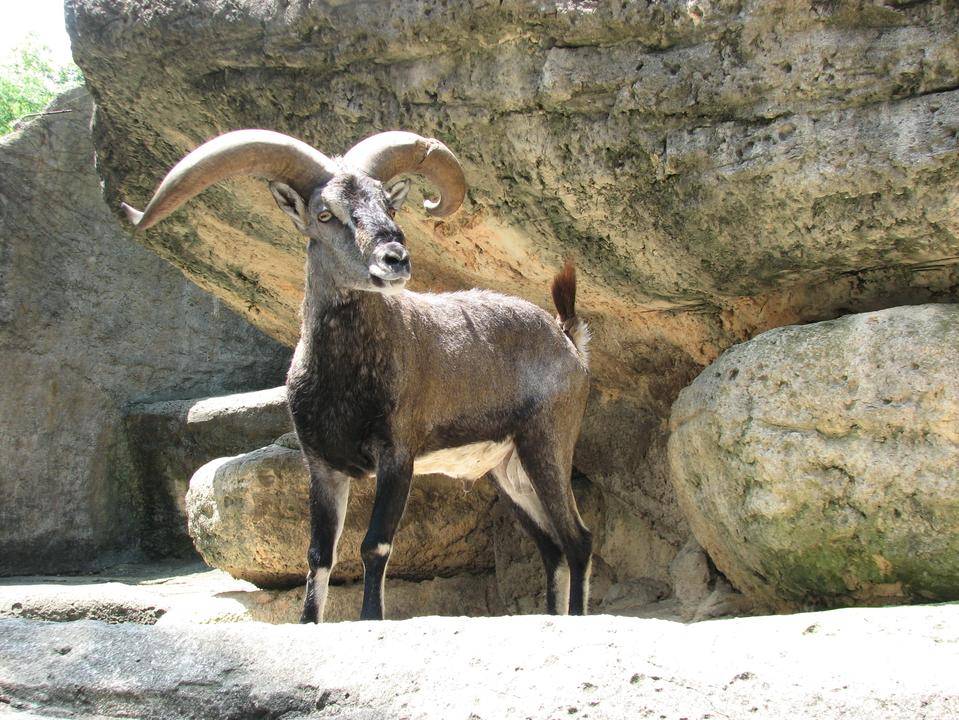 昔のワカバ (2).jpg