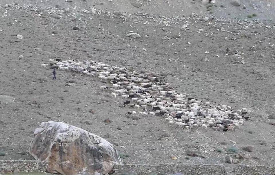 2 ヒツジの群れは丘を登る.jpg