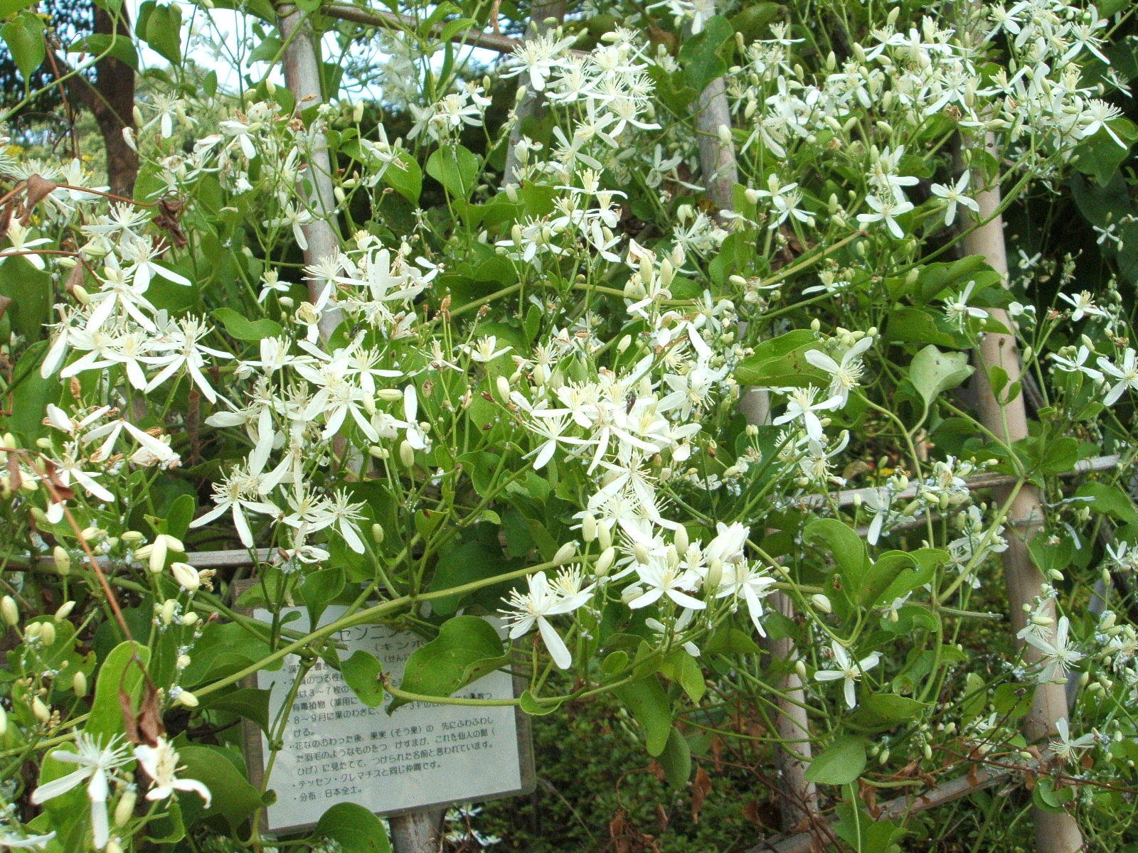 ha20170901 6センニンソウ.jpg