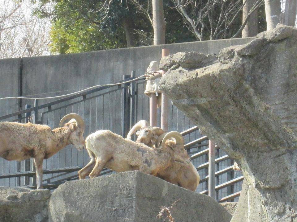 様子を見るリンタロウ.jpg