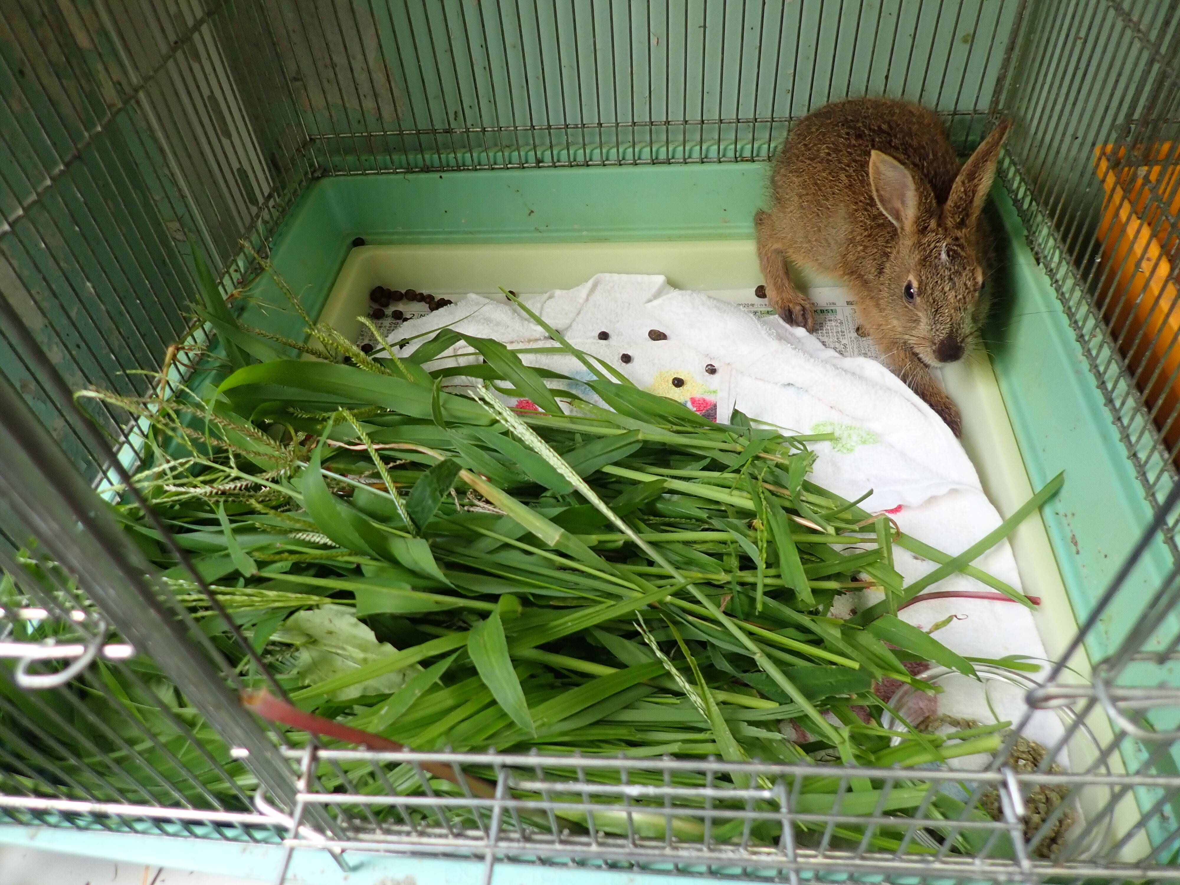 こぼれ話 保護されたノウサギを育てています こぼれ話 金沢動物園公式サイト 公益財団法人 横浜市緑の協会