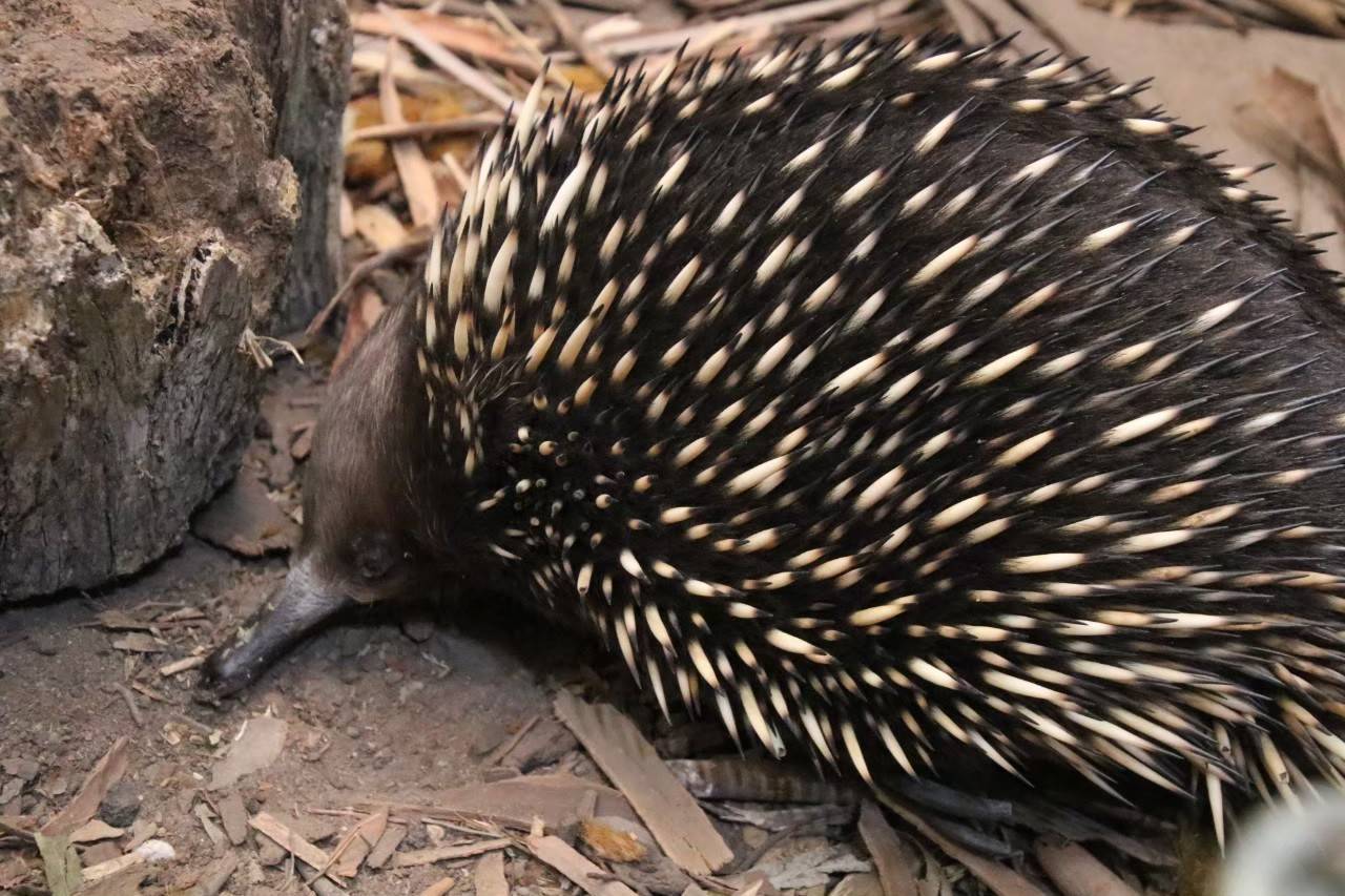 ブログ De トラベル 野生のオーストラリアの動物に会いに ハリモグラ編 こぼれ話 金沢動物園公式サイト 公益財団法人 横浜市緑の協会 ブログ De トラベル 野生のオーストラリアの動物に会いに ハリモグラ編 こぼれ話 金沢動物園公式サイト 公益財団法人 横浜市緑の協会