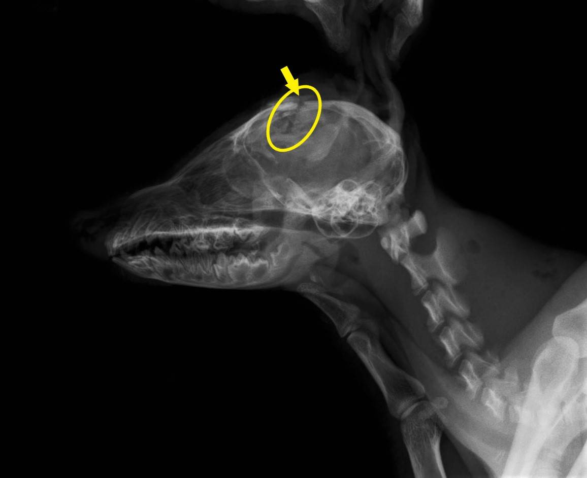 こぼれ話若い力写真①