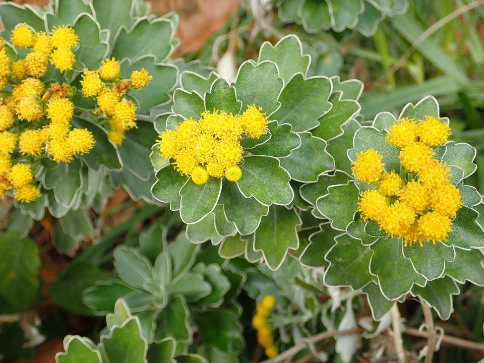 ha 20201210-3②イソギク.jpg