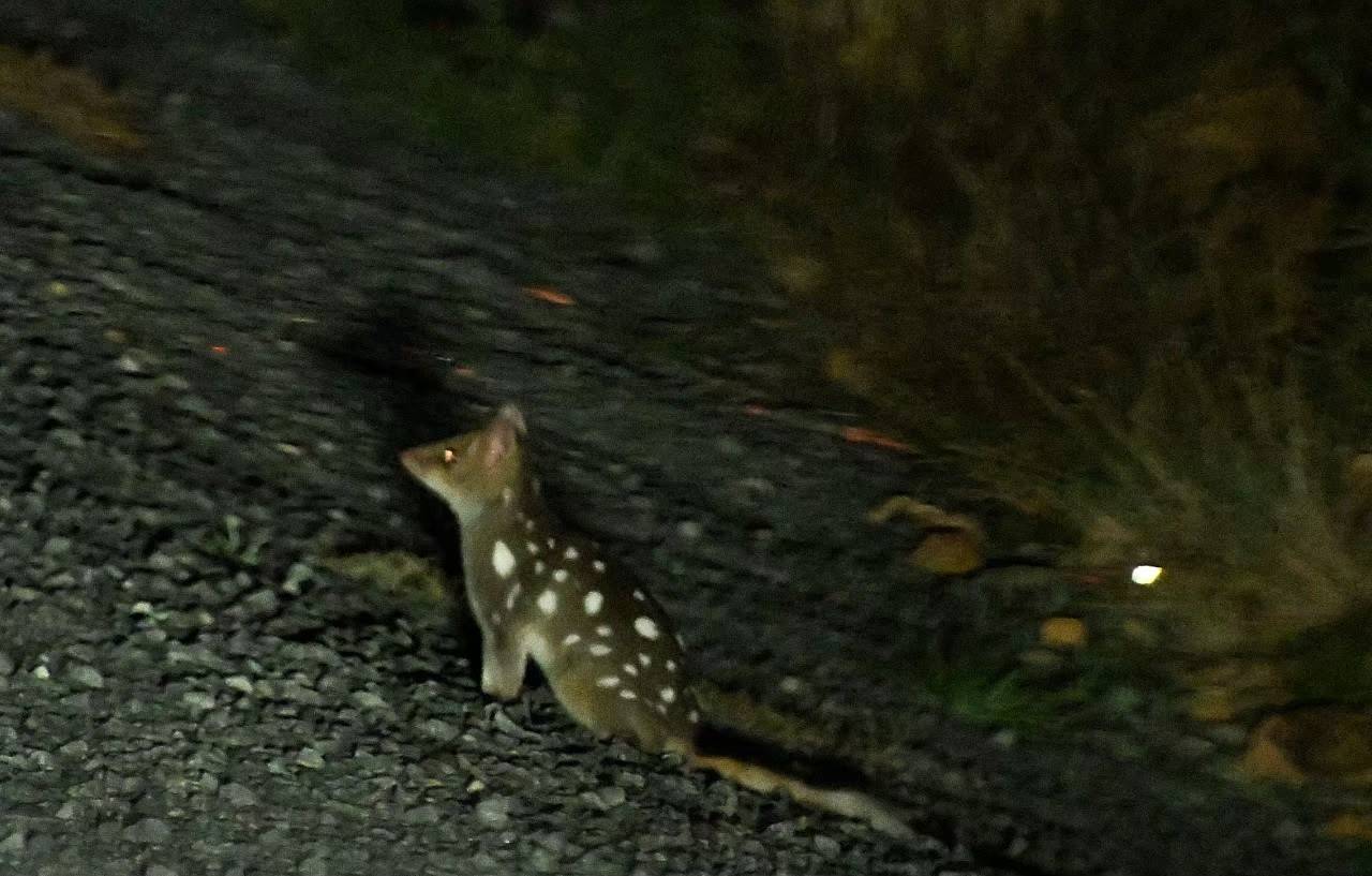 写真③ フクロネコ.jpg