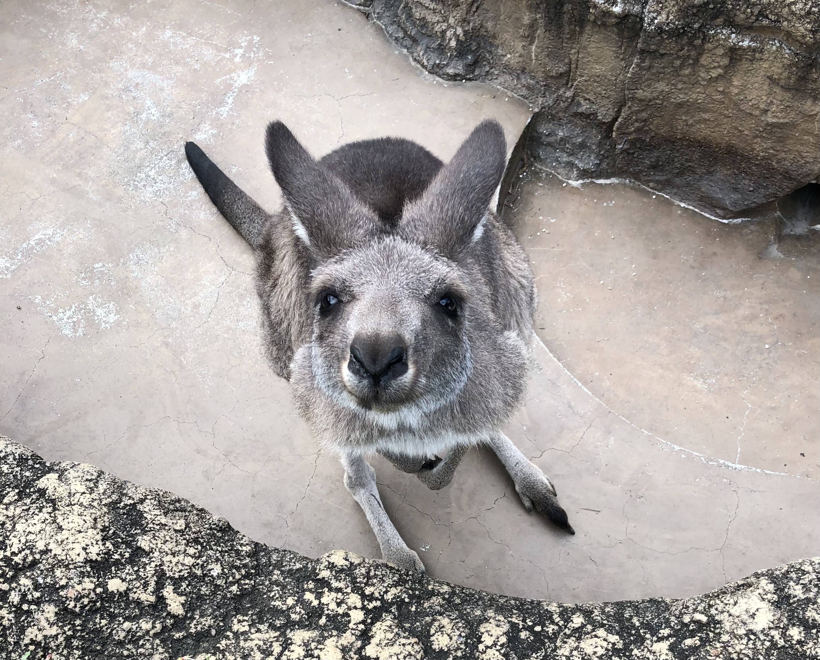 見上げるカンガルー.jpg