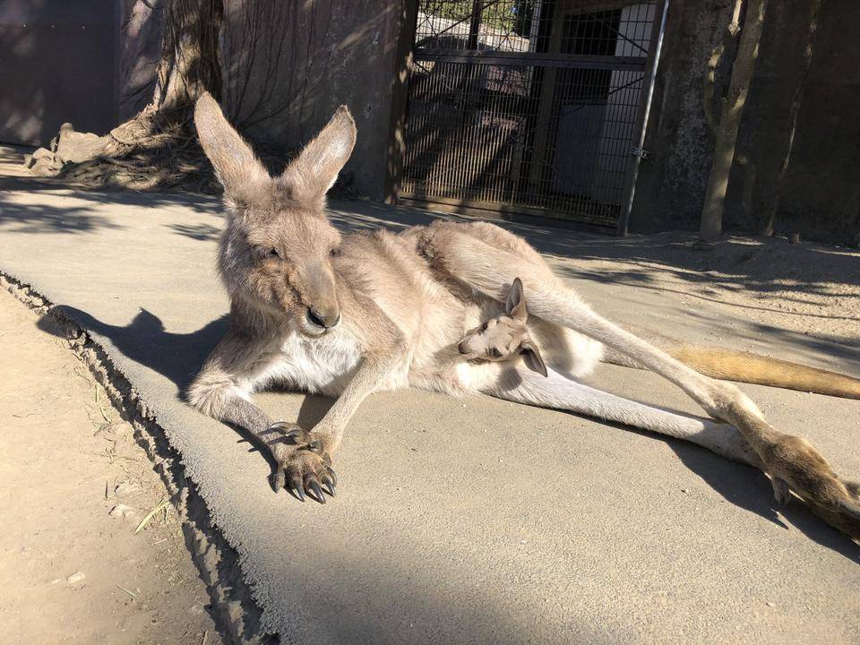 ジャイコ とミラ.jpg