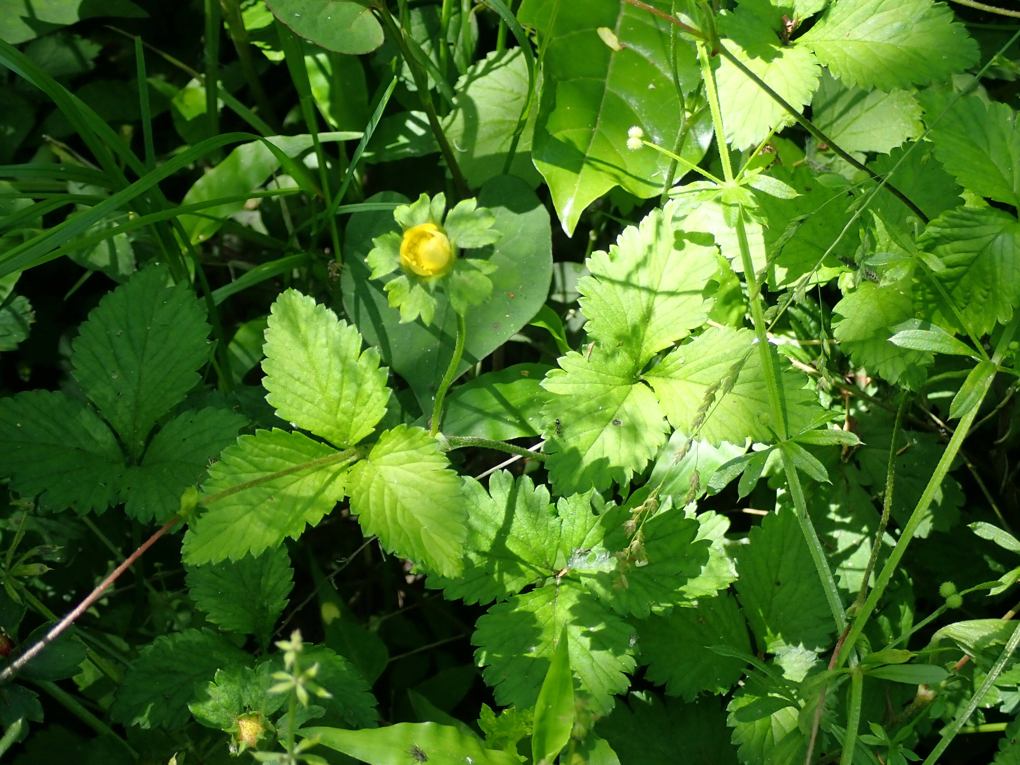 ha20190509-8 ヘビイチゴ.jpg