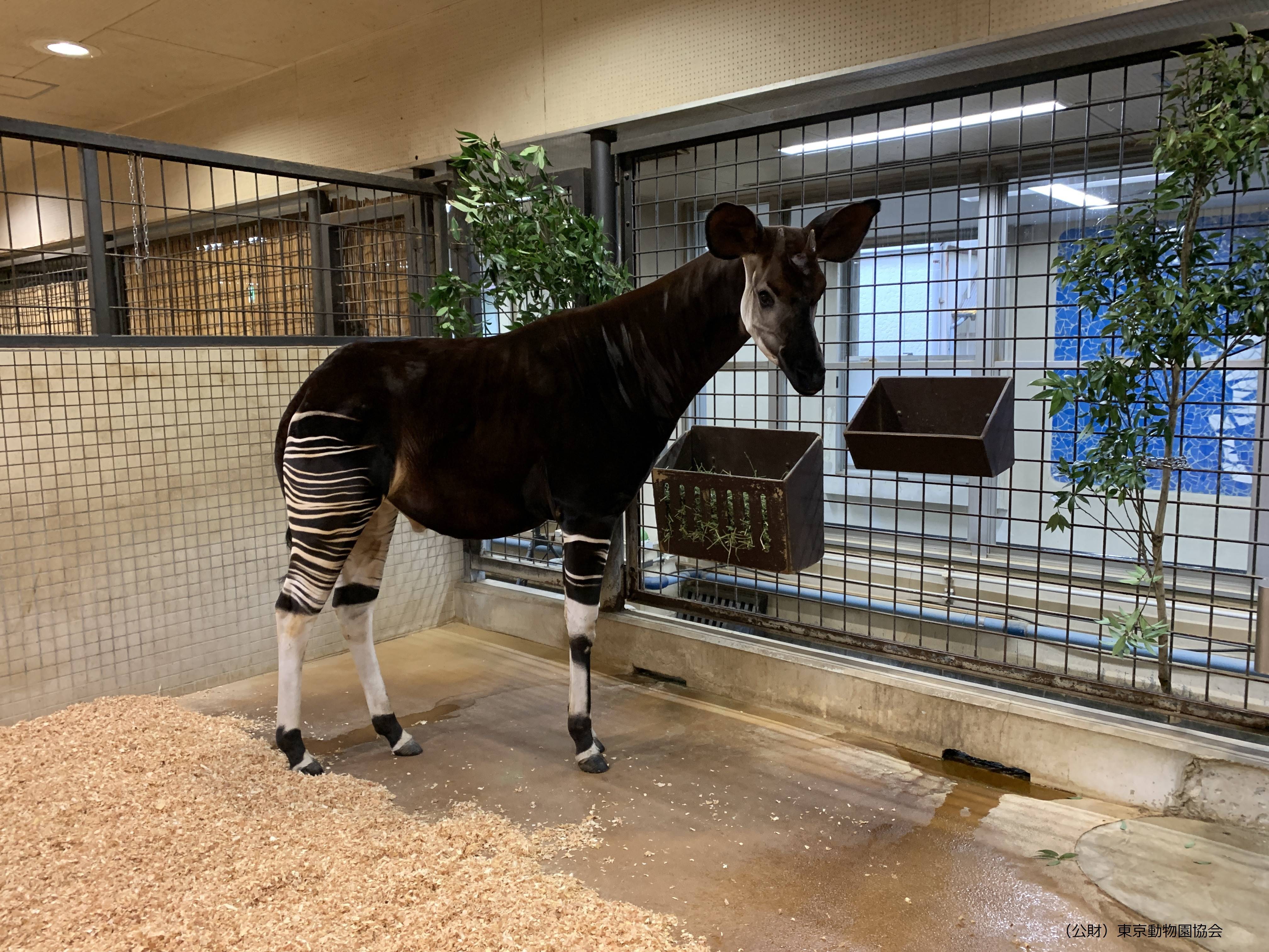 トトの引っ越し8「(公財)東京動物園協会」必須 IMG_2829 (002).jpg