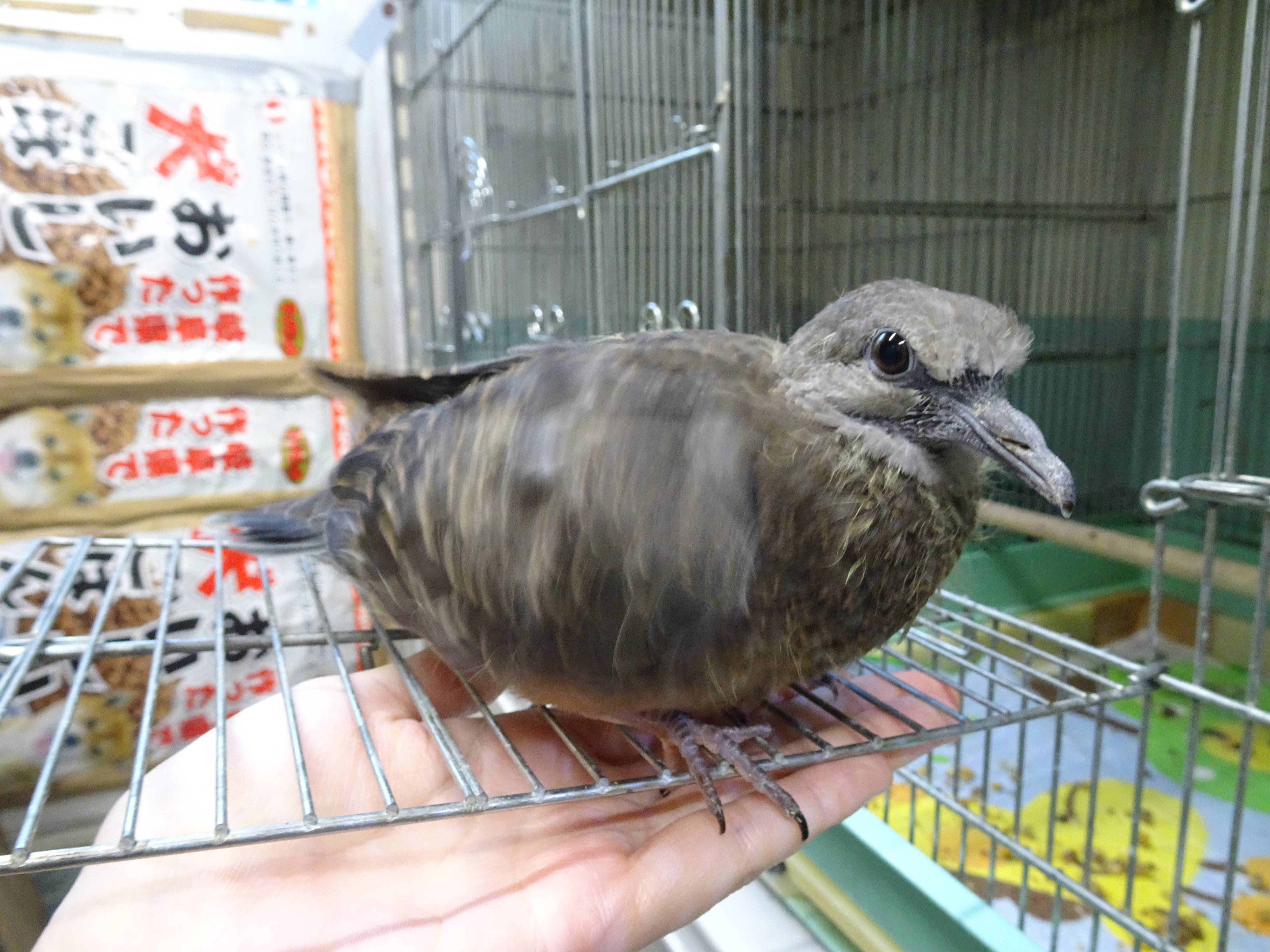 キジバトの成長過程 こぼれ話 金沢動物園公式サイト 公益財団法人 横浜市緑の協会