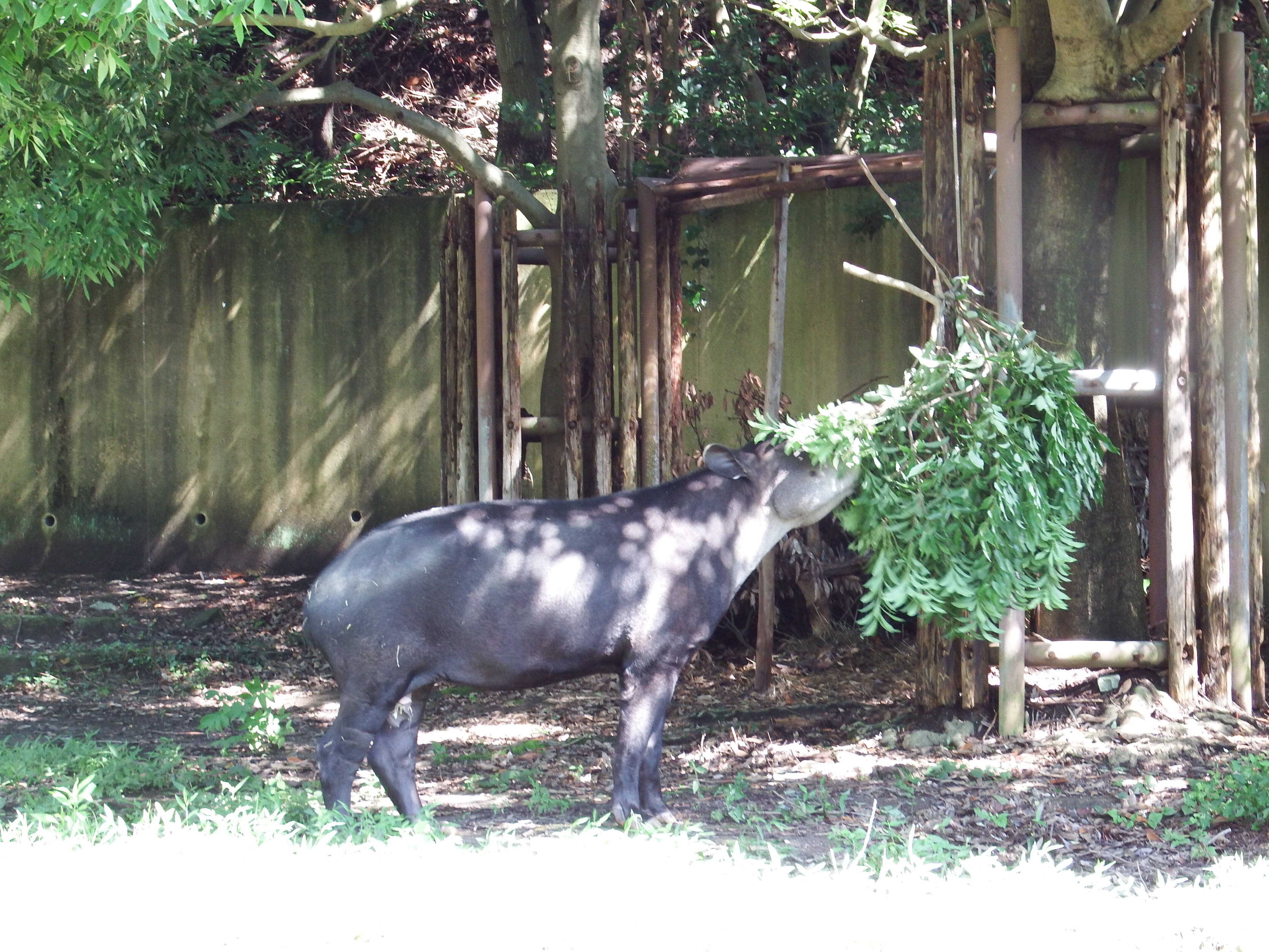 ベアードバク引っ越しその後 こぼれ話 金沢動物園公式サイト 公益財団法人 横浜市緑の協会