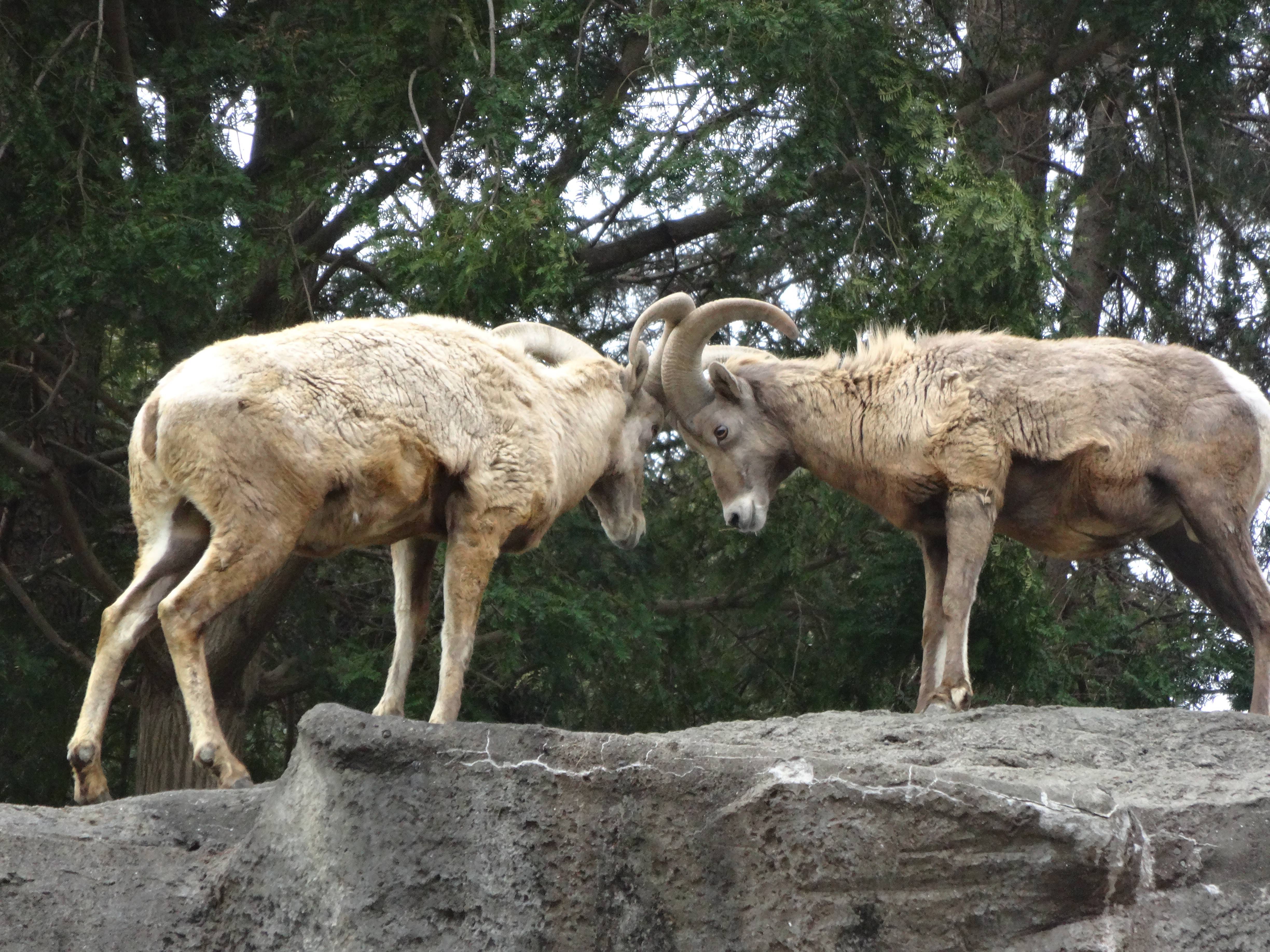 ツノ突きしても大丈夫 オオきなツノのヒツジの日記 金沢動物園公式サイト 公益財団法人 横浜市緑の協会
