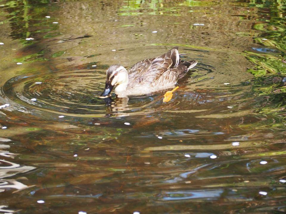 正体は野生のカルガモ！.jpg