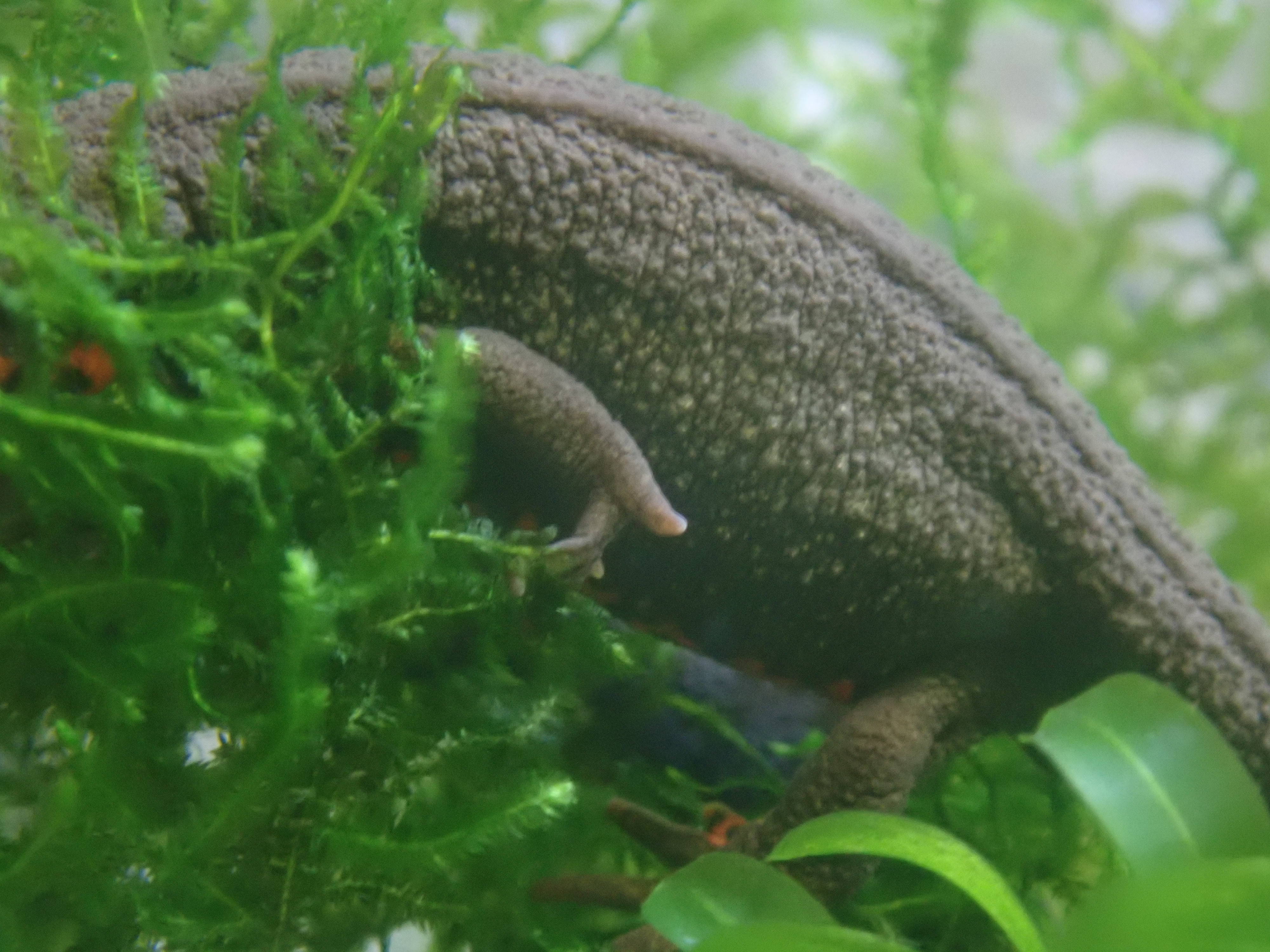 両生類3種が入園しています アカハライモリ その 身近な自然といろんないきもの 金沢動物園公式サイト 公益財団法人 横浜市緑の協会