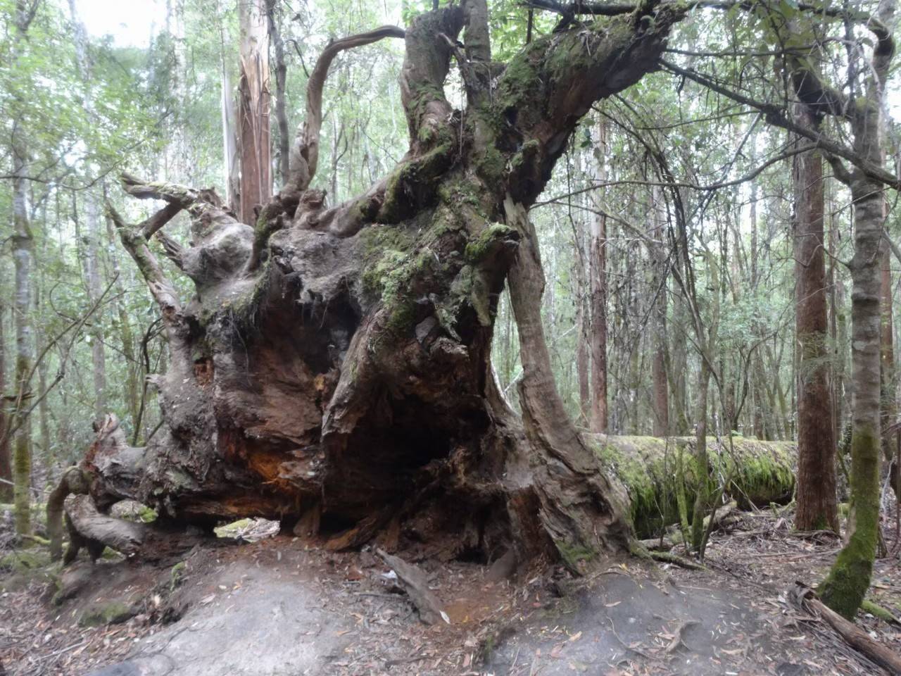 写真① 大きな木の根.jpg