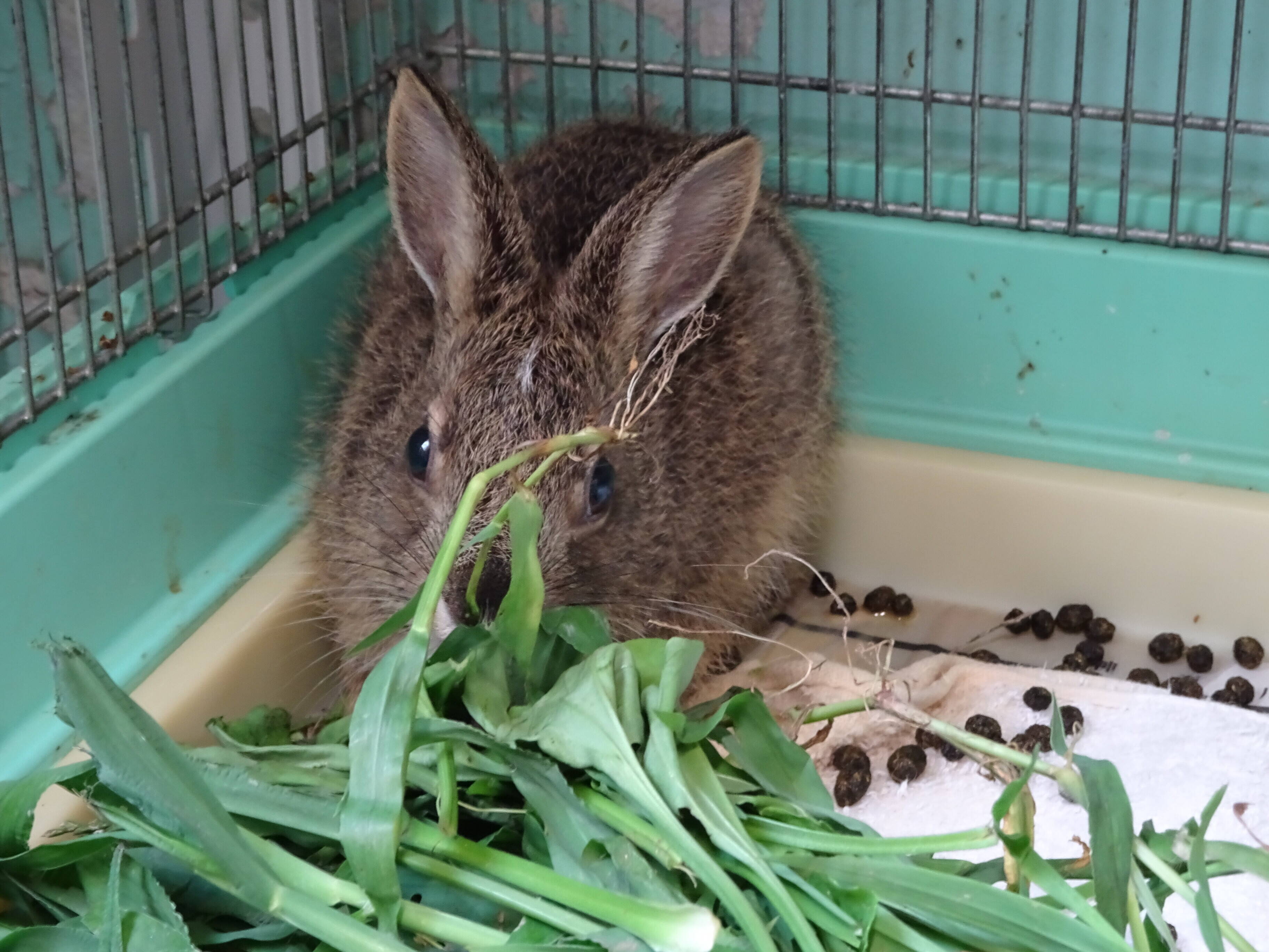 こぼれ話 保護されたノウサギを育てています こぼれ話 金沢動物園公式サイト 公益財団法人 横浜市緑の協会 こぼれ話 保護されたノウサギを育てています こぼれ話 金沢動物園公式サイト 公益財団法人 横浜市緑の協会
