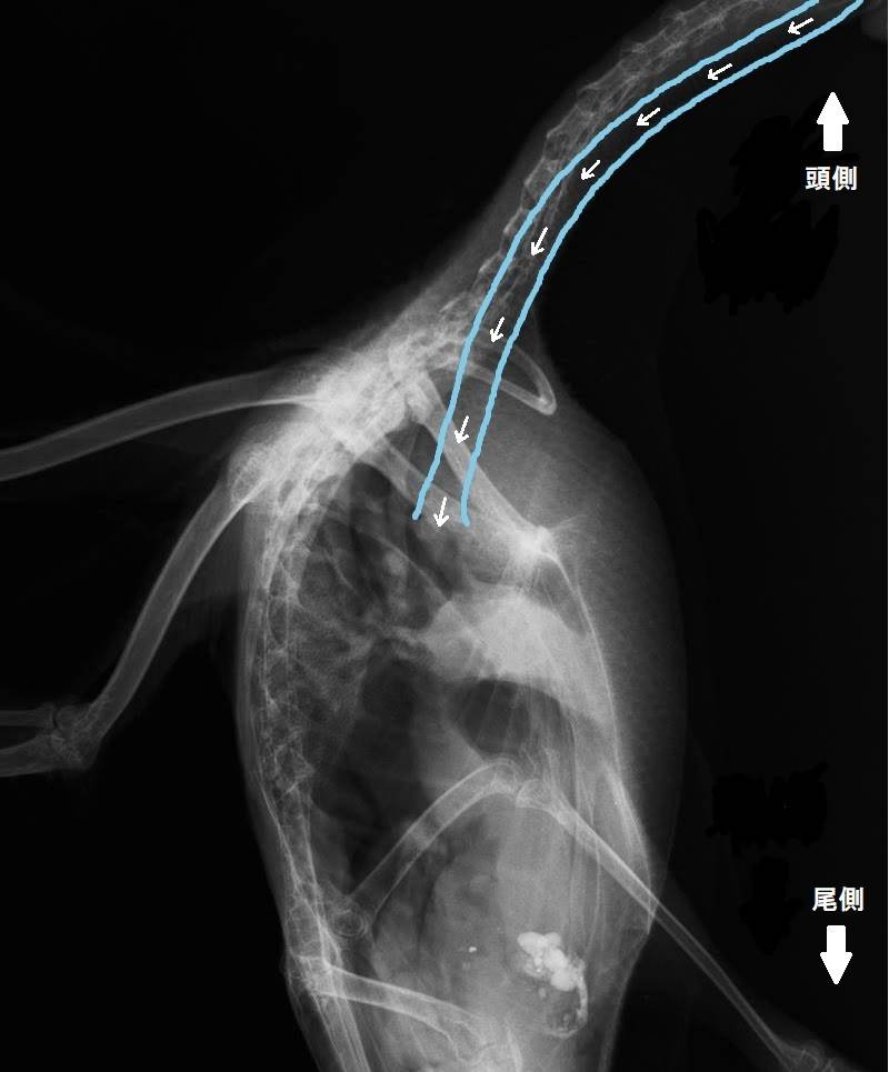 スズガモ 気管.jpg
