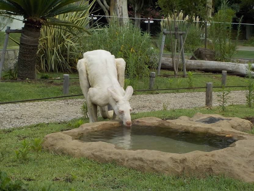 20ルビー 水を飲む.jpg