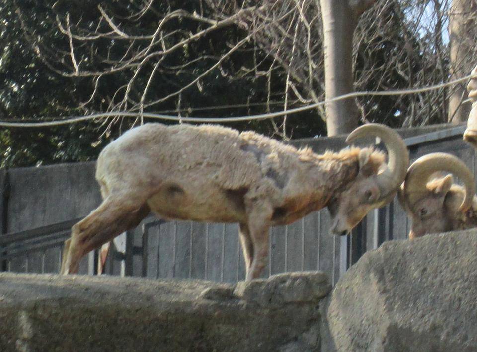 キッドvsフジ.jpg
