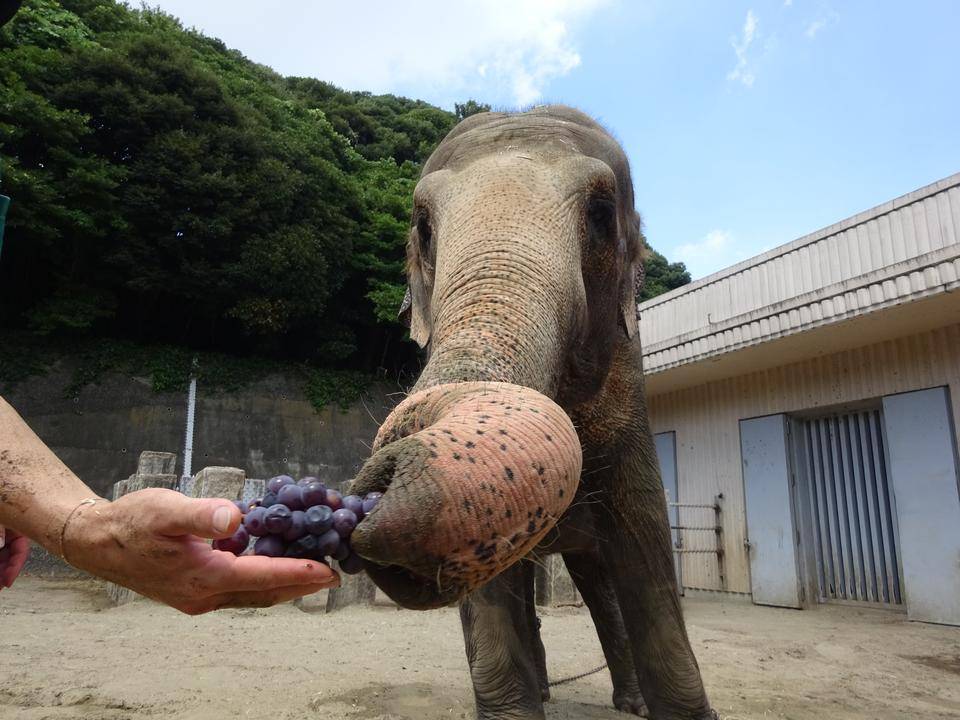 ブドウ掴む.jpg