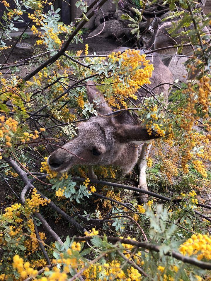 ミモザとカンガルー3.jpg