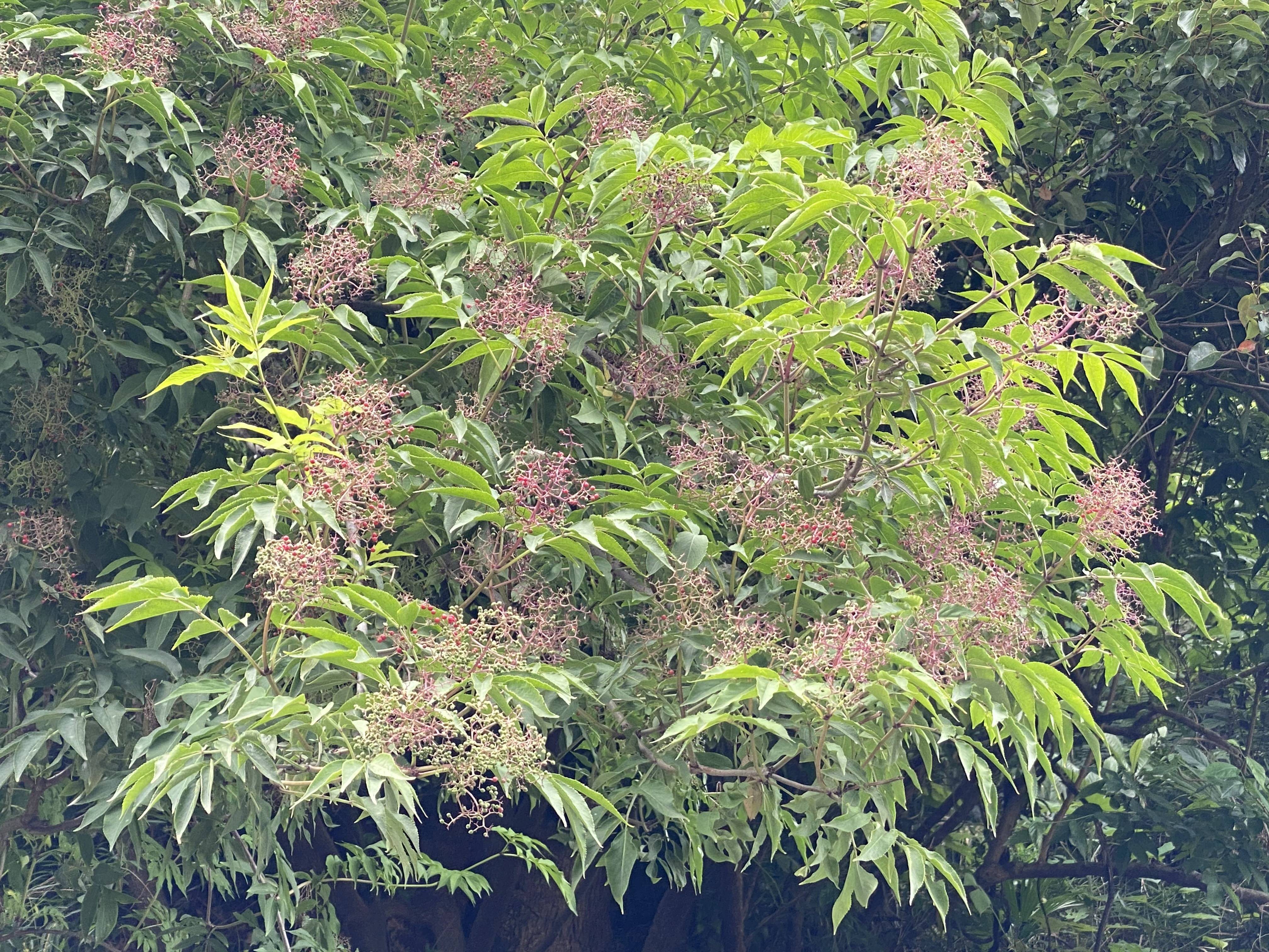 菖蒲華さく 花情報 金沢動物園公式サイト 公益財団法人 横浜市緑の協会