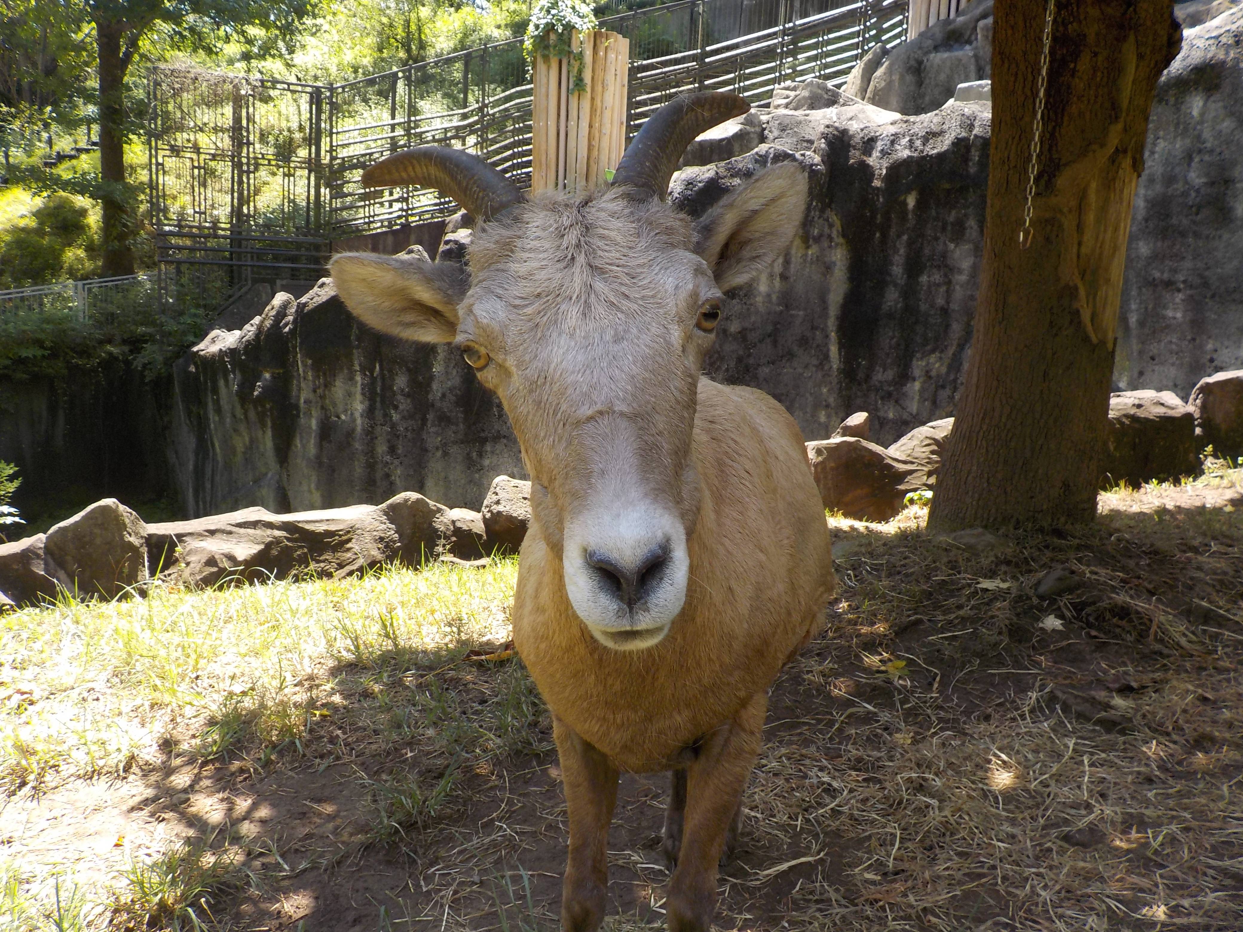 お見合い はじめました オオきなツノのヒツジの日記 金沢動物園公式サイト 公益財団法人 横浜市緑の協会 お見合い はじめました オオきなツノのヒツジの日記 金沢動物園公式サイト 公益財団法人 横浜市緑の協会