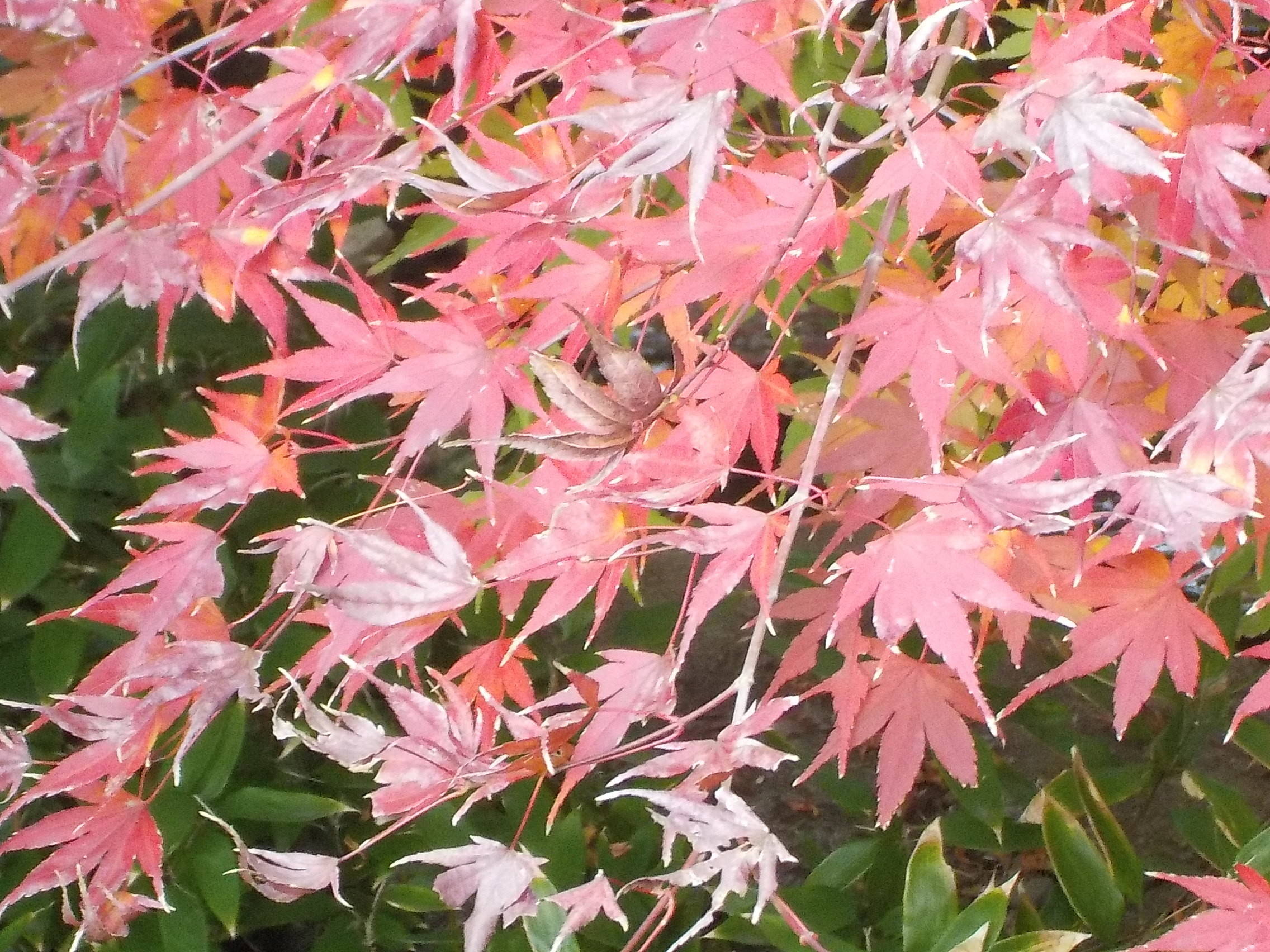 カエデの紅葉|花情報｜ブログ|金沢動物園公式サイト｜公益財団
