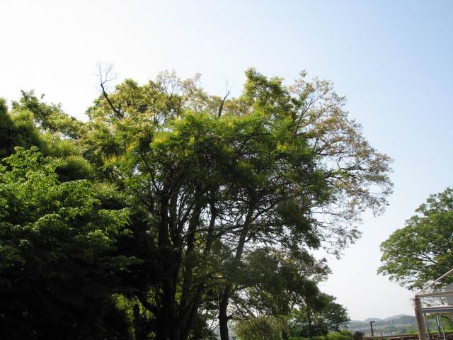 写真1-1 ジャケツイバラ .jpg