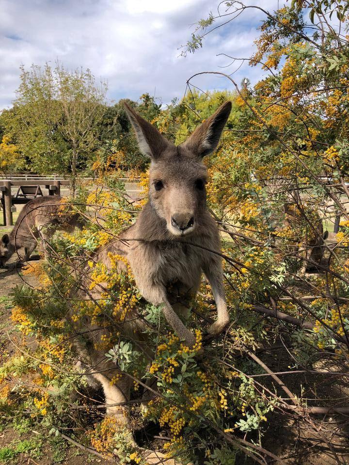 ミモザとカンガルー１.jpg