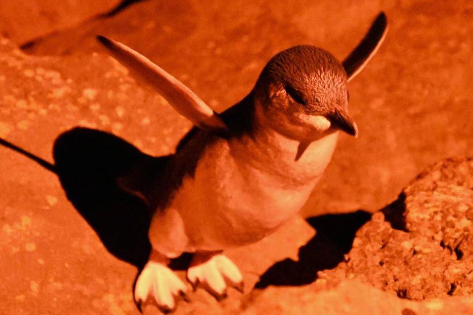 ブログ De トラベル 野生のオーストラリアの動物に会いに フェアリーペンギン編 こぼれ話 金沢動物園公式サイト 公益財団法人 横浜市緑の協会
