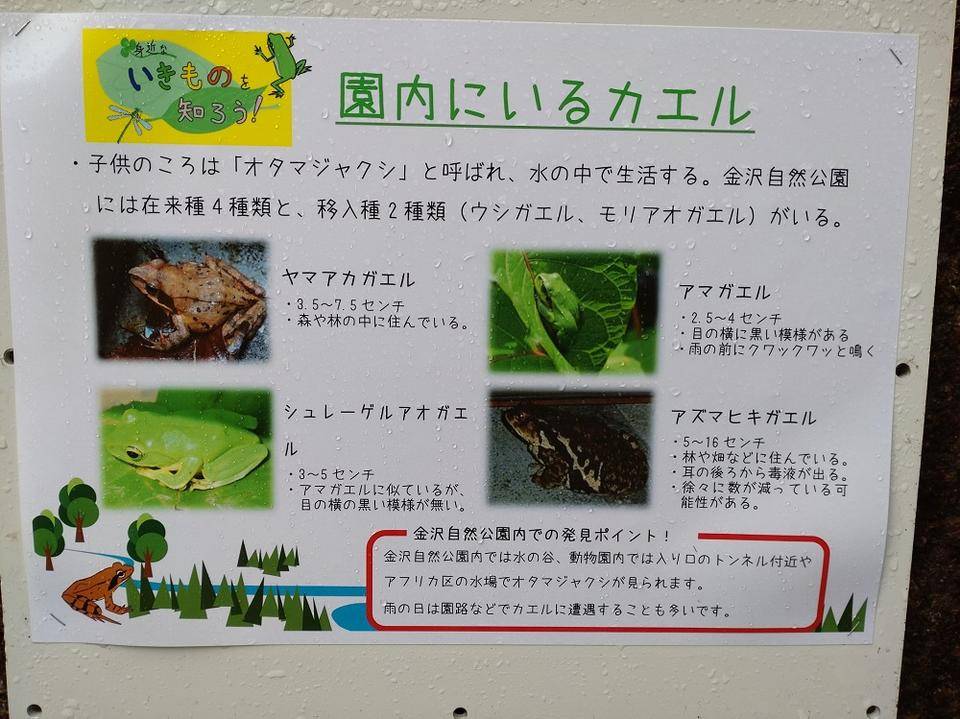 カエルパネル.jpg