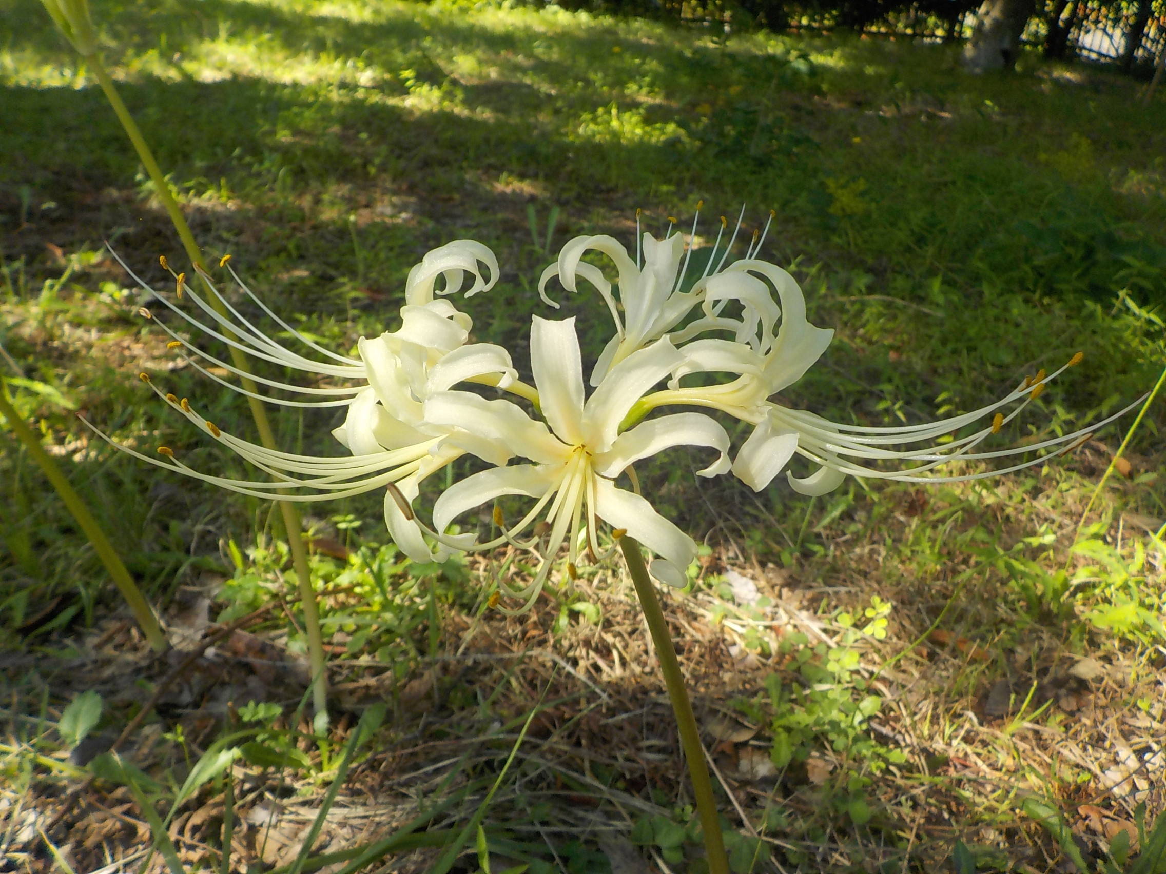 ヒガンバナ|花情報｜ブログ|金沢動物園公式サイト｜公益財団法人