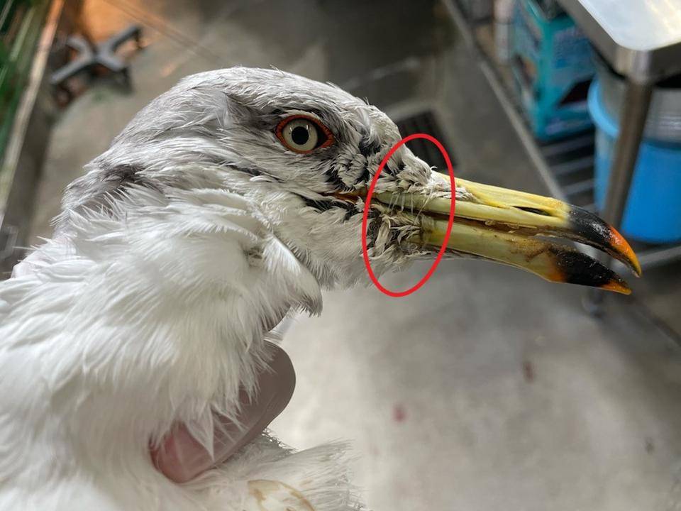 嘴に釣り糸グルグルのウミネコ 赤丸つき.jpg