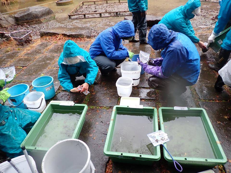 かいぼり 身近な自然といろんないきもの 金沢動物園公式サイト 公益財団法人 横浜市緑の協会 かいぼり 身近な自然といろんないきもの 金沢動物園公式サイト 公益財団法人 横浜市緑の協会