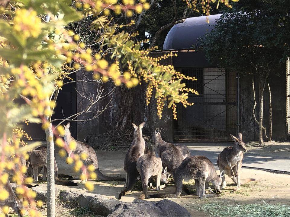 ミモザとカンガルー.jpg