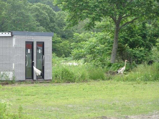 タンチョウ親子 (3).jpg