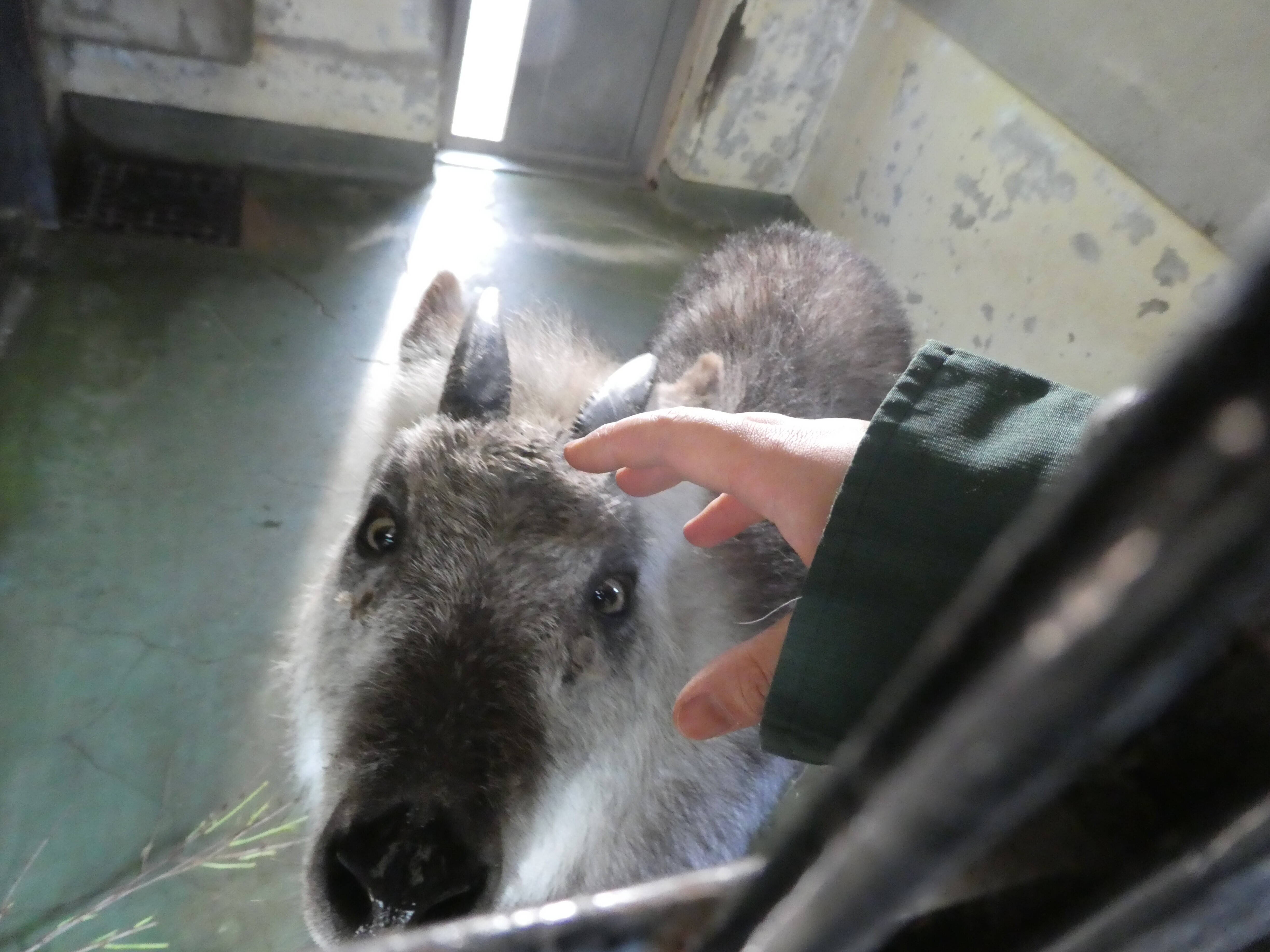カモシカディスタンス こぼれ話 金沢動物園公式サイト 公益財団法人 横浜市緑の協会 カモシカディスタンス こぼれ話 金沢動物園公式サイト 公益財団法人 横浜市緑の協会