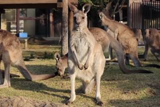 一緒にカンガルーの名前を覚えよう キクラゲ編①.jpg