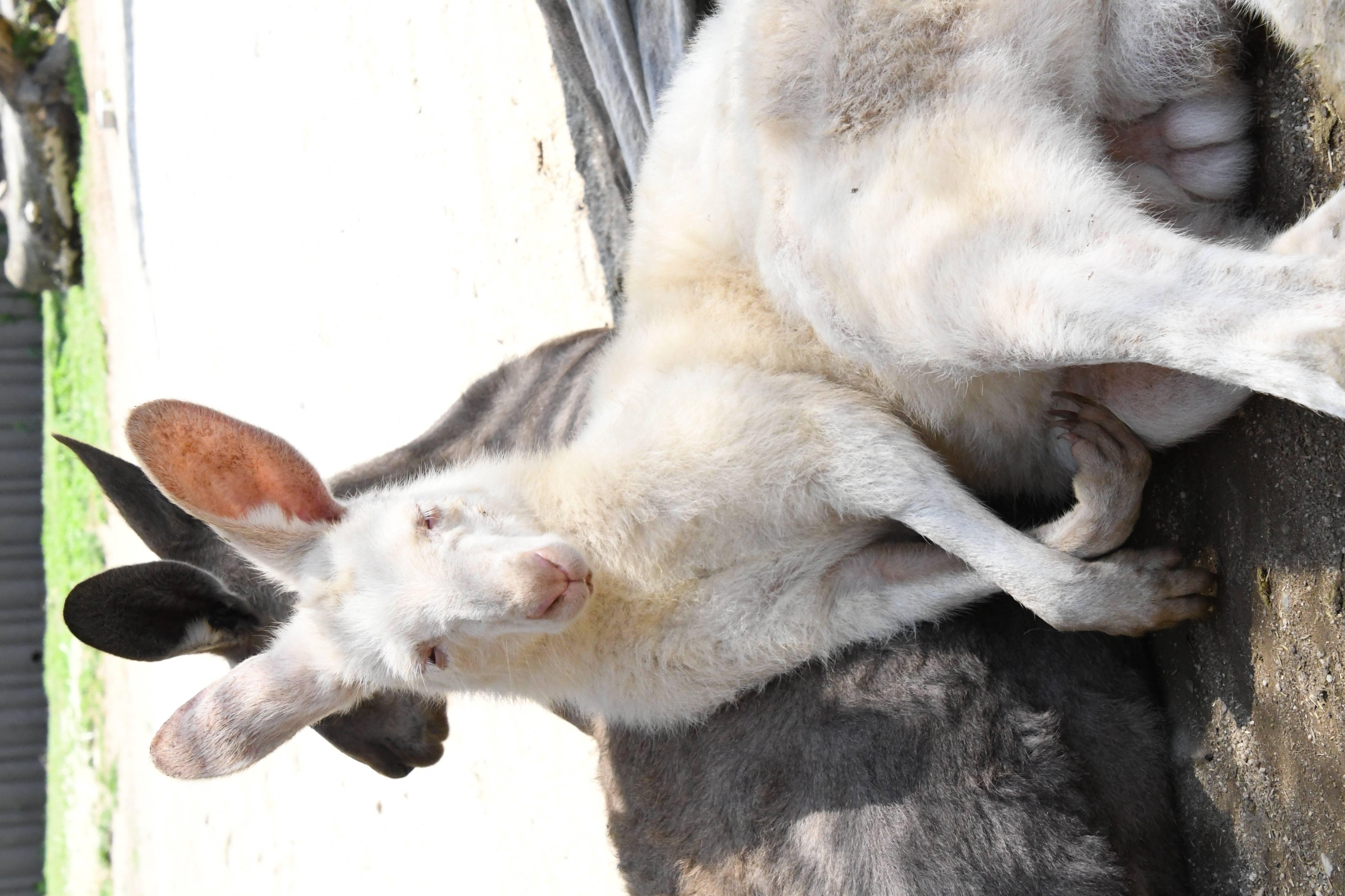 オオカンガルーの ルー が天国へ旅立ちました Oh カンガルー 金沢動物園公式サイト 公益財団法人 横浜市緑の協会